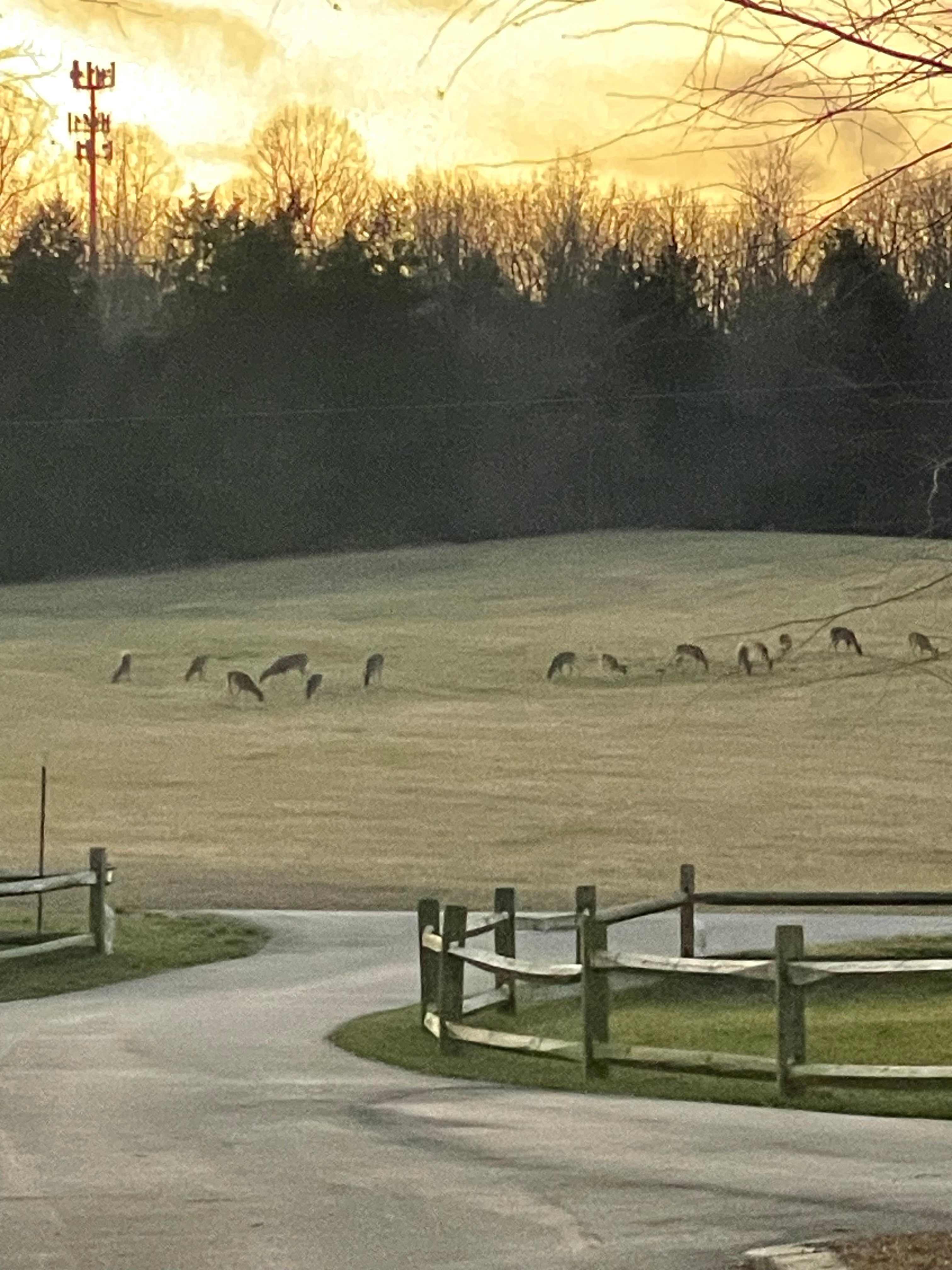 We enjoy seeing lots of deer on our property in the evenings and early mornings. 