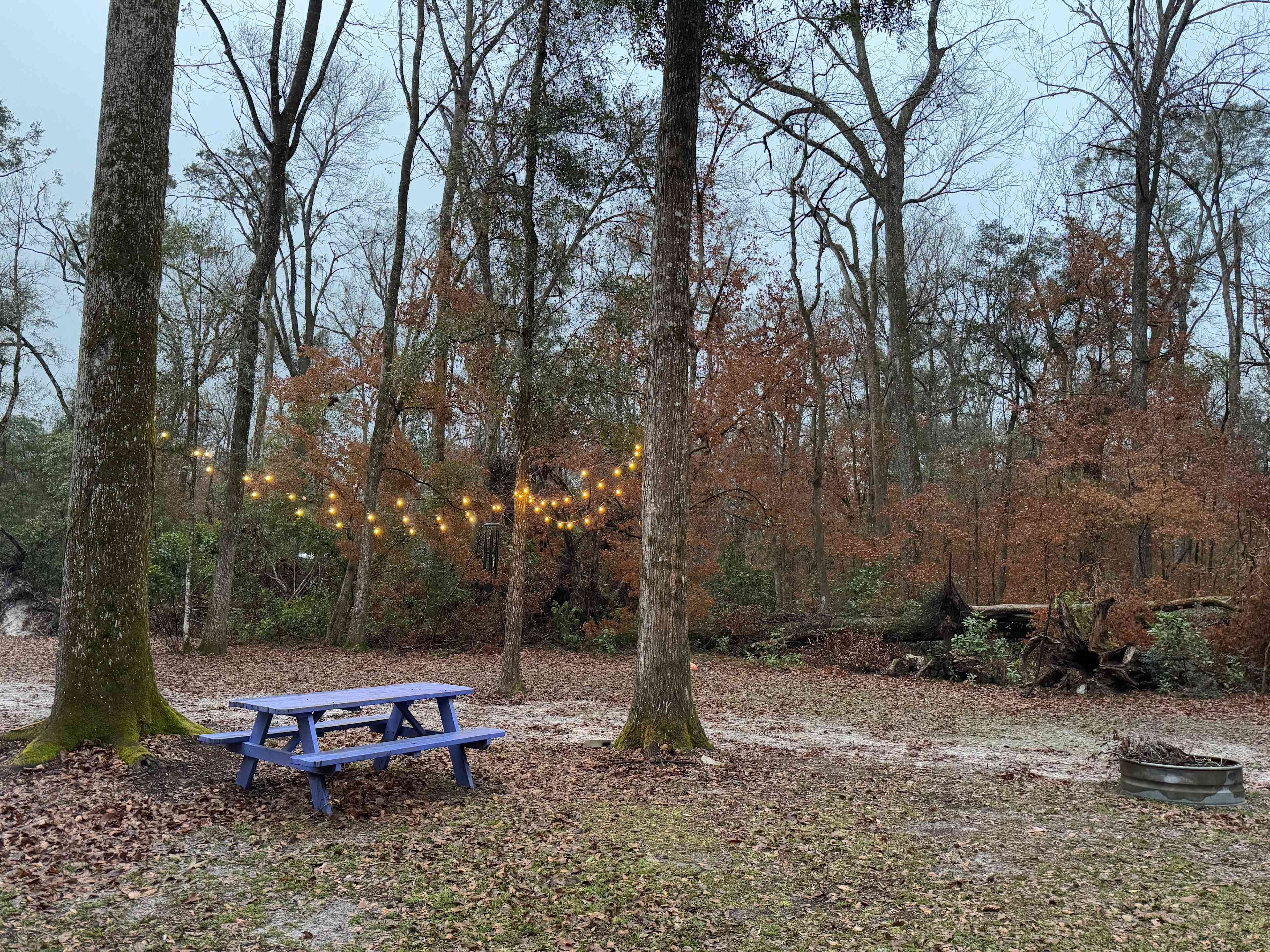 The Nest
