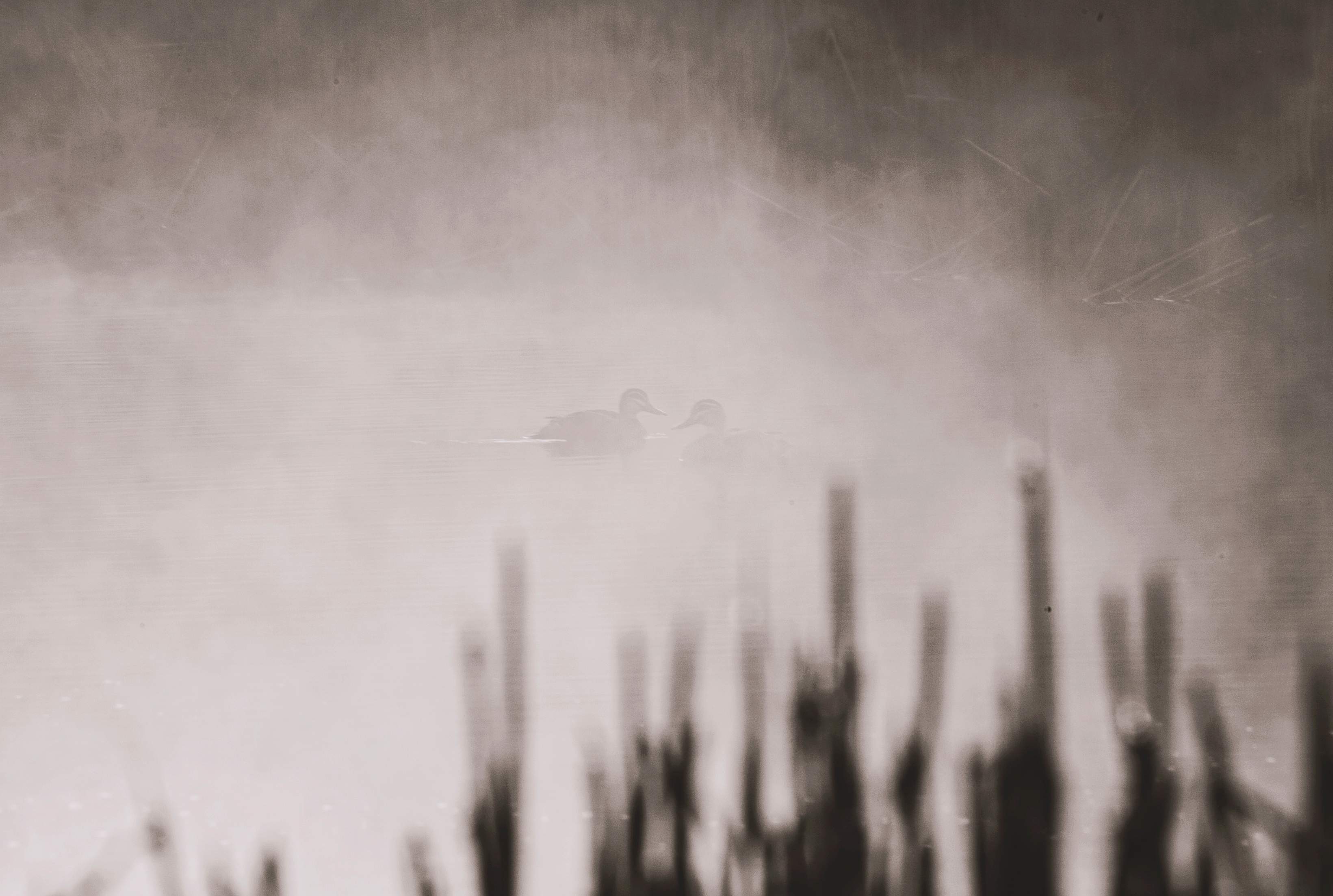 Nerrigundah contrée sauvage