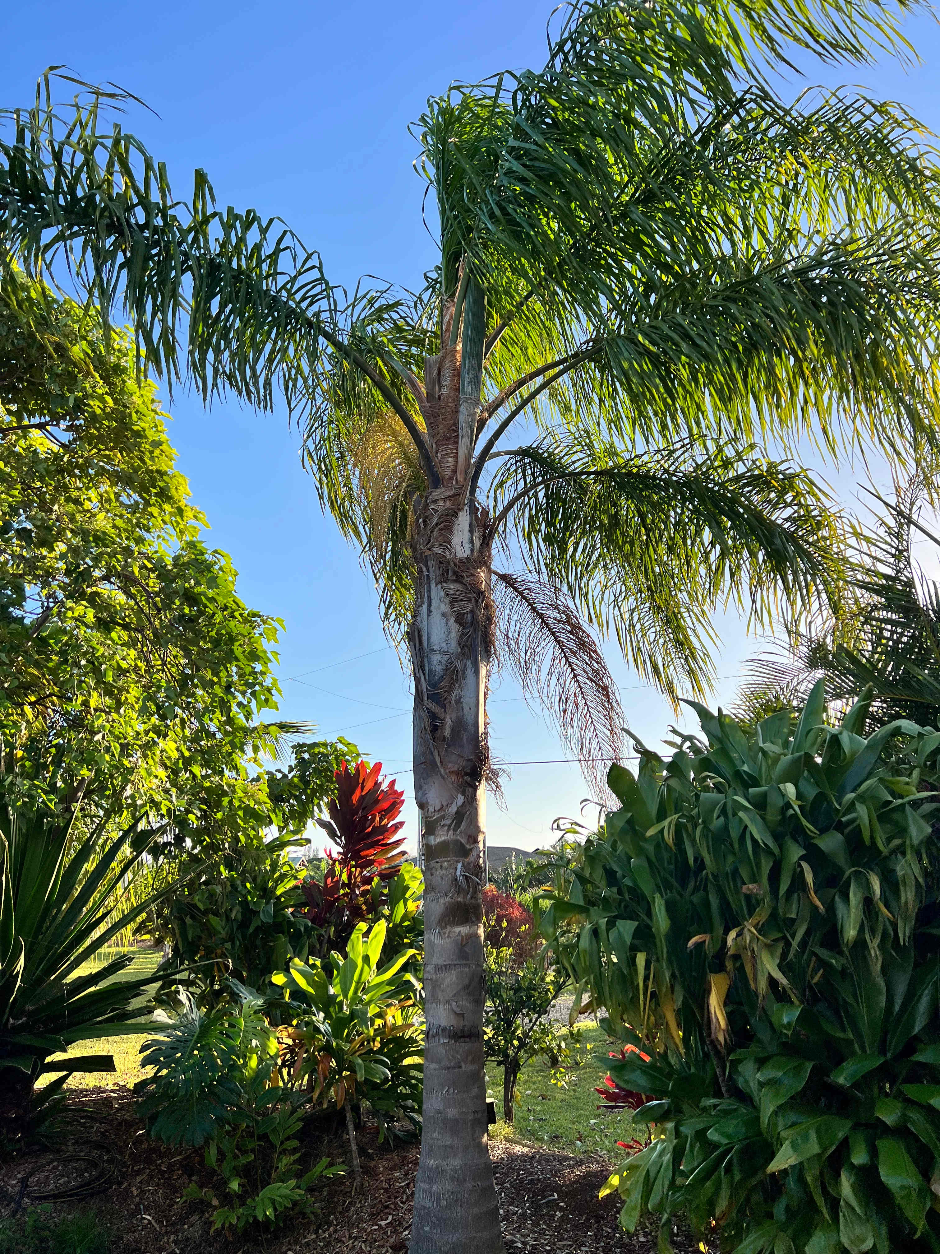 Northshore Experience