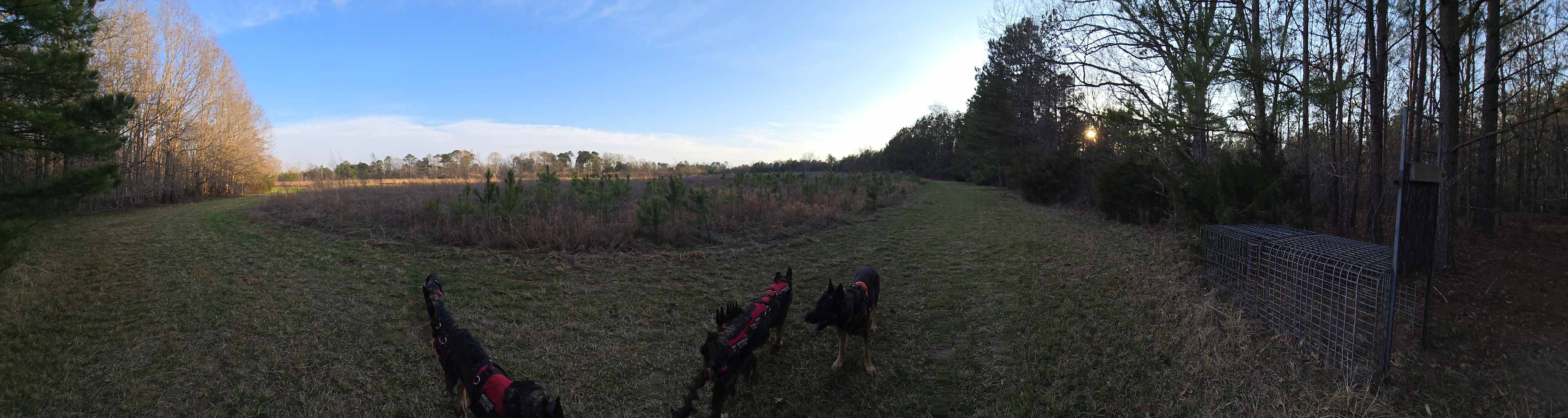 Pheonix meadows