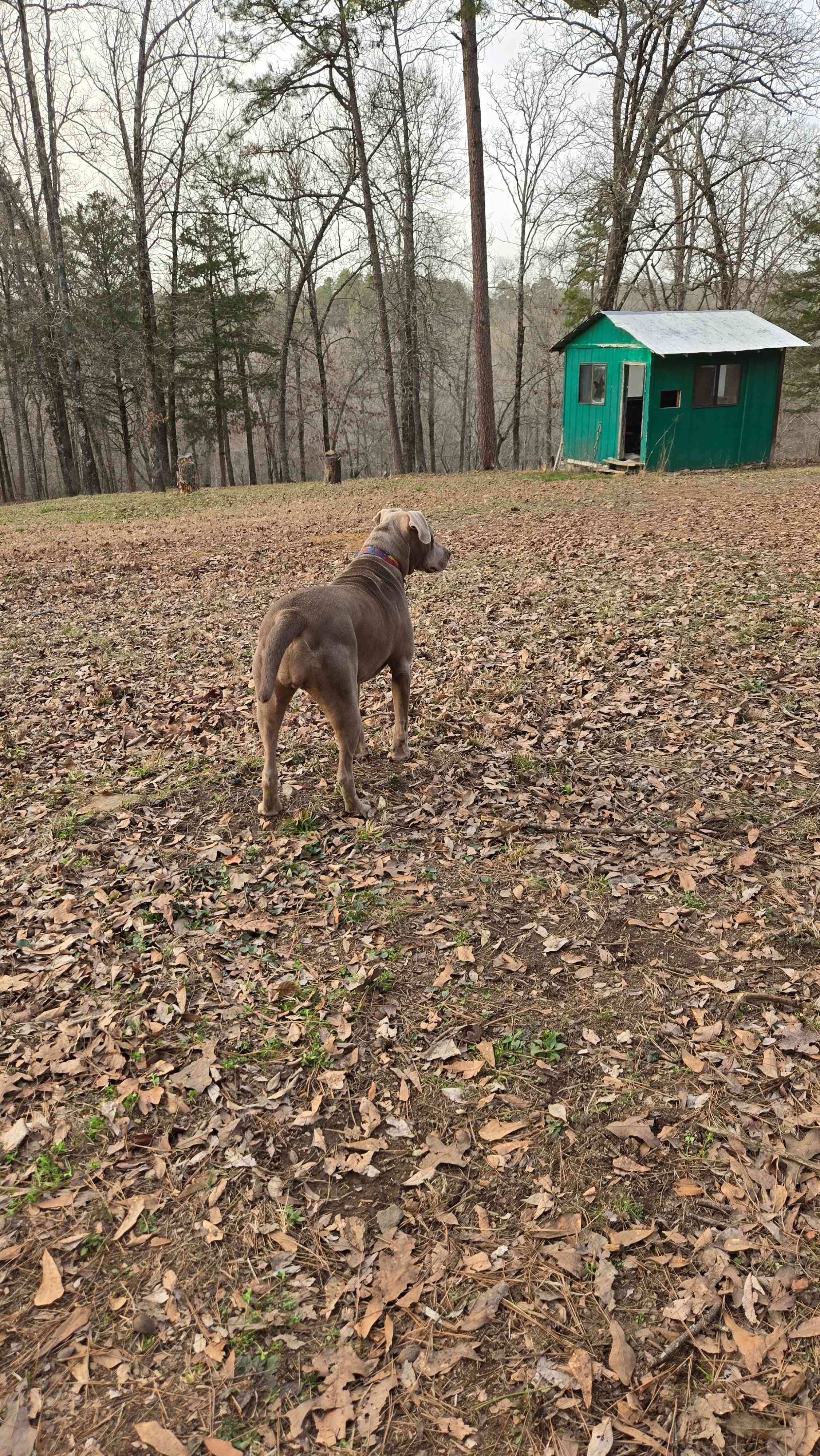 Friendly local pooch