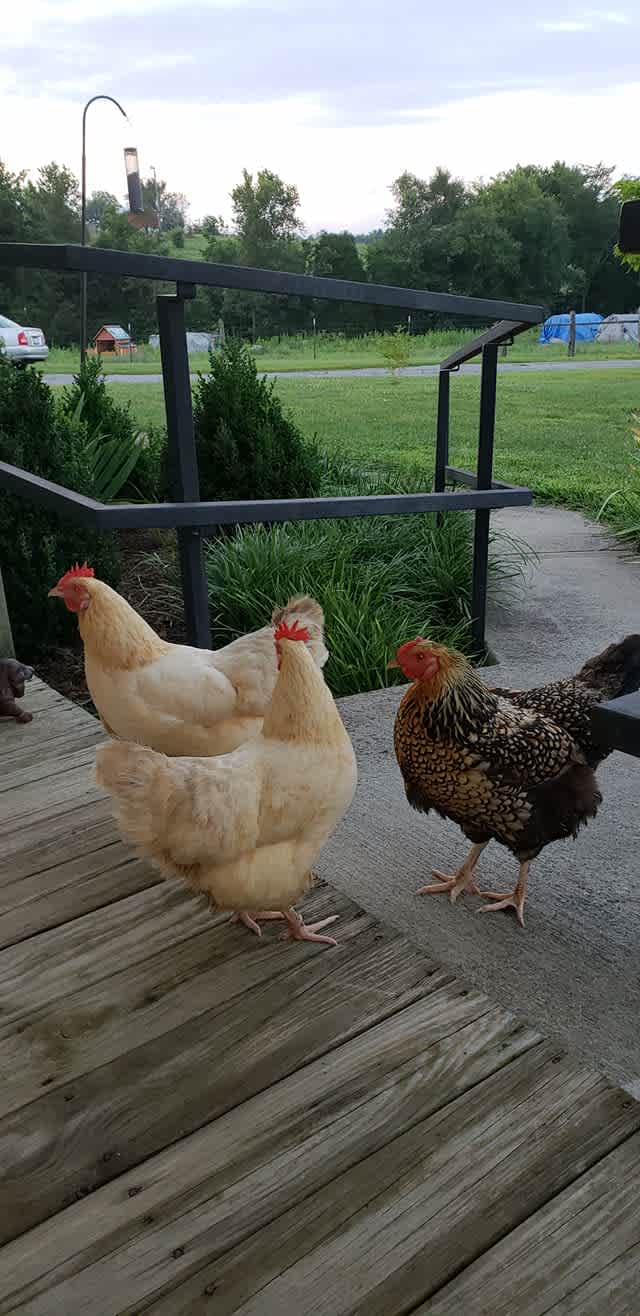 Some of the hens out for a stroll.