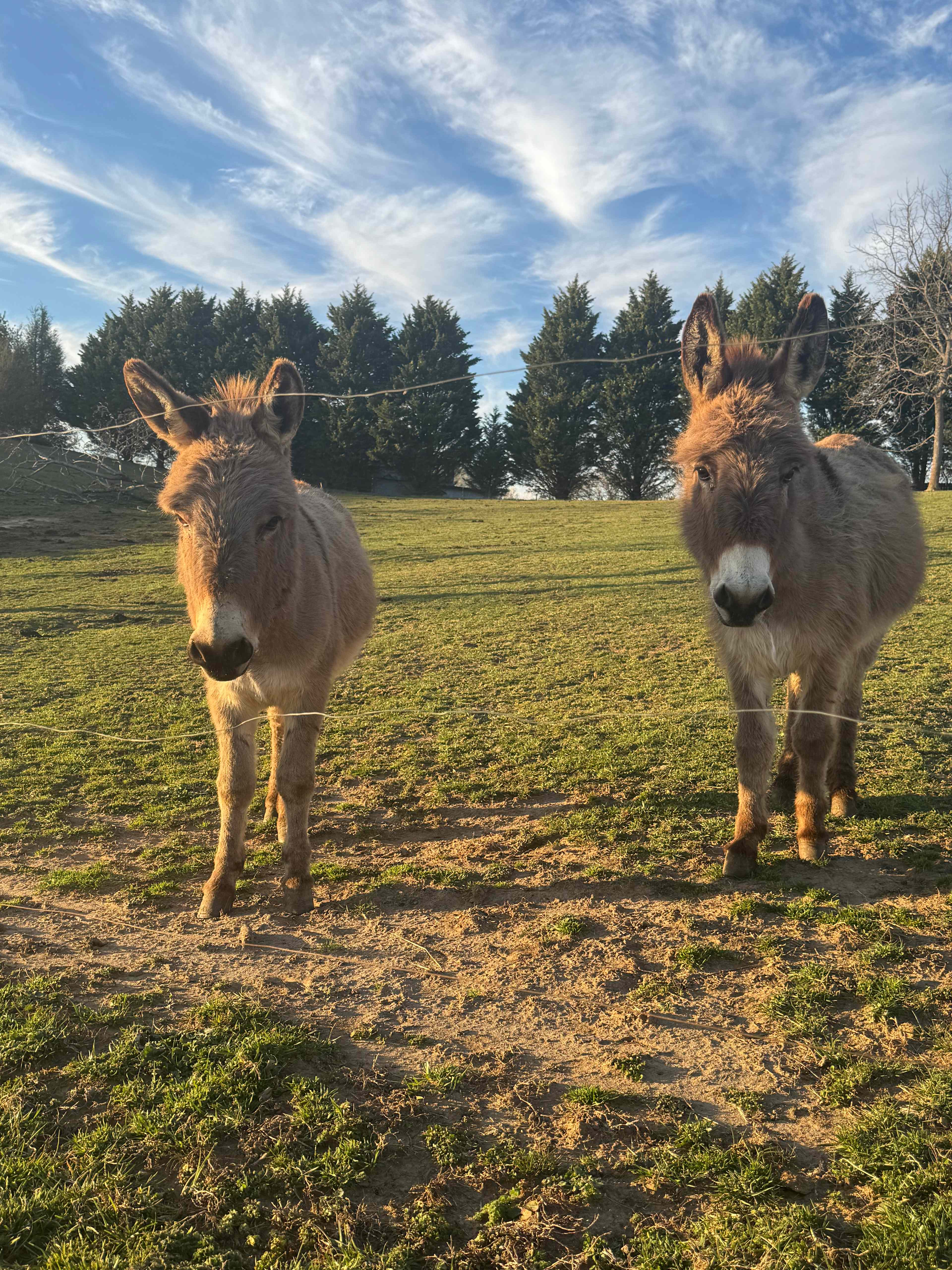 Mountain View Acres