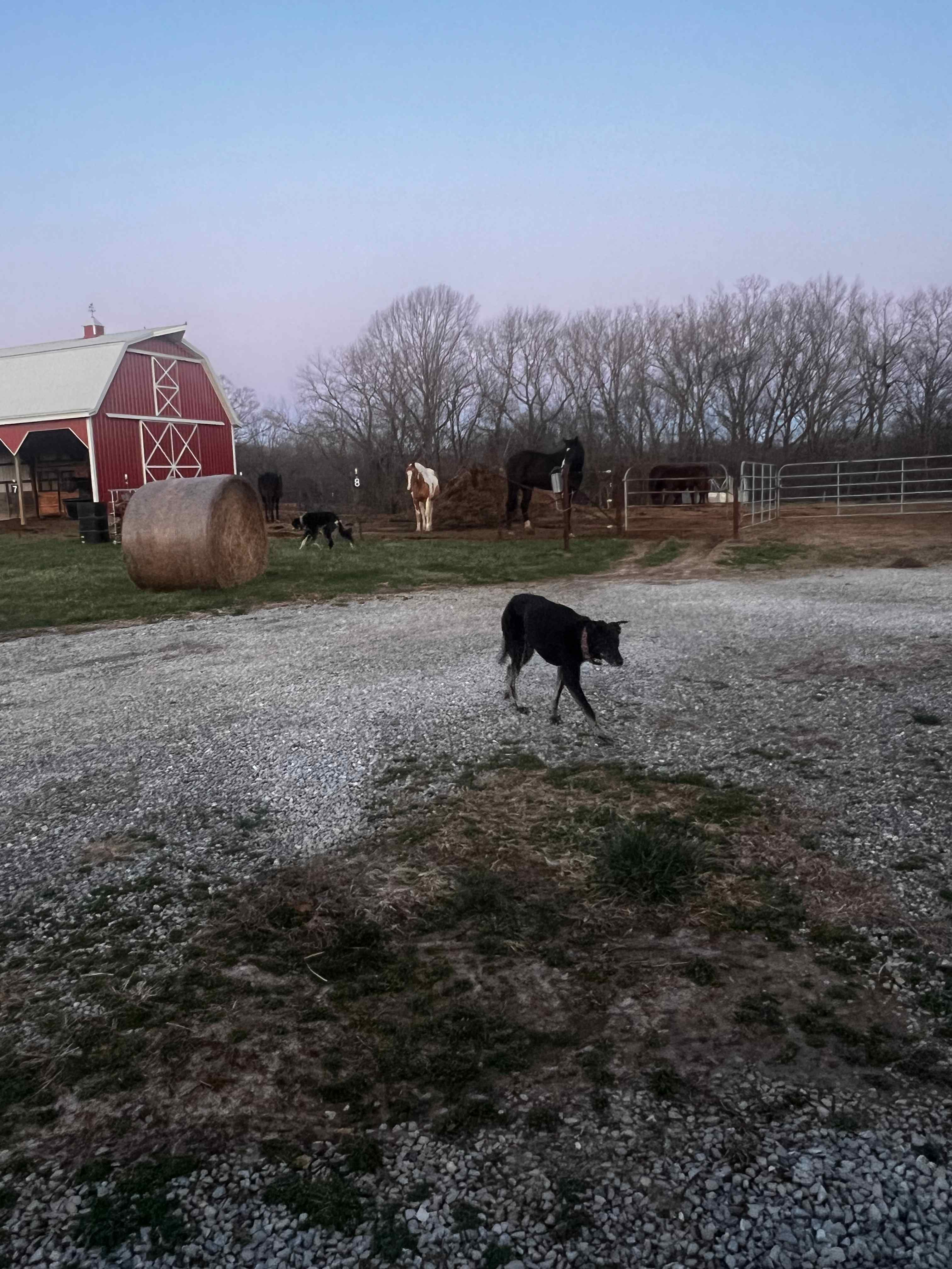 Selby Farm Horse Retirement