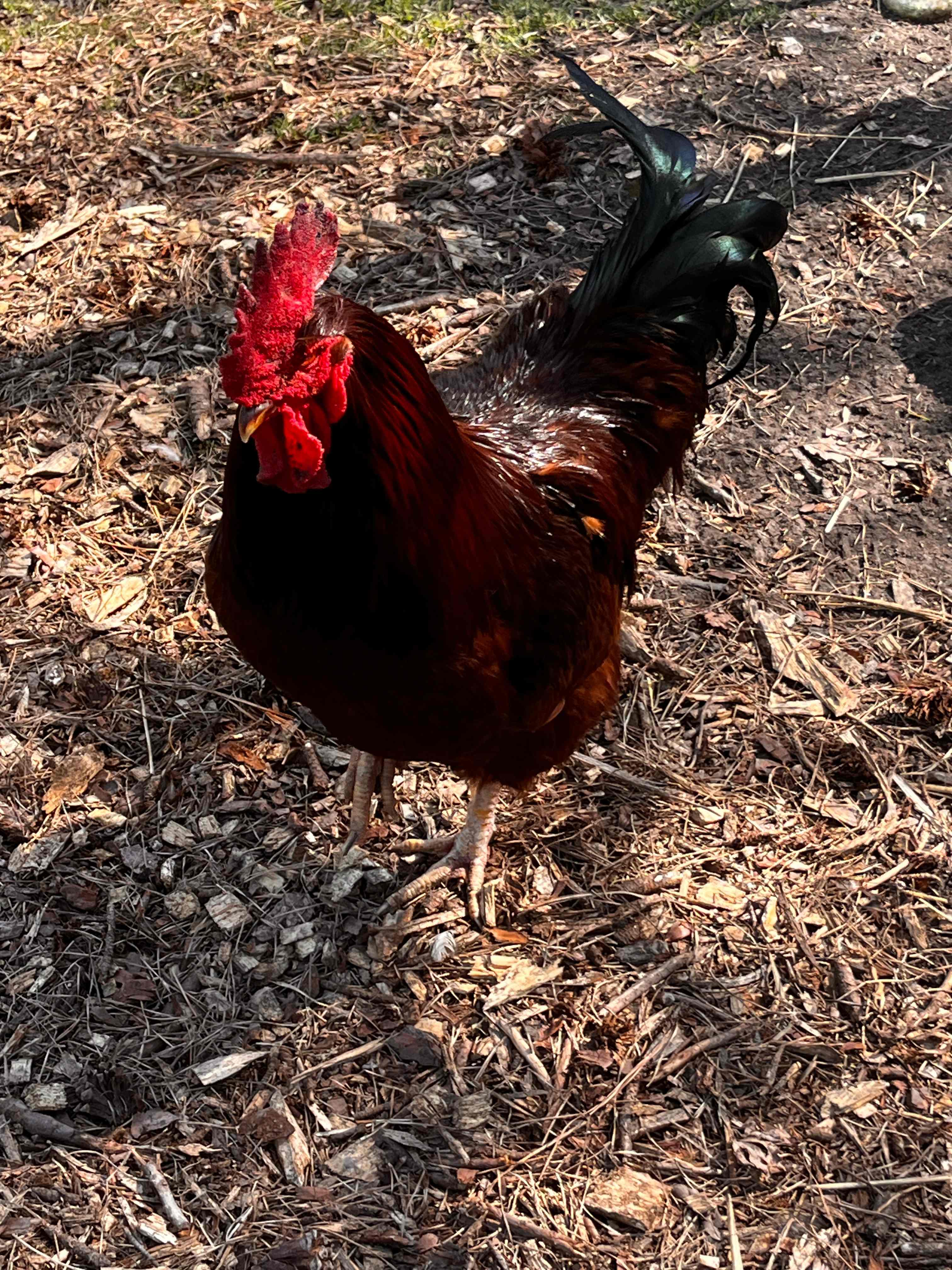 Beautiful rooster