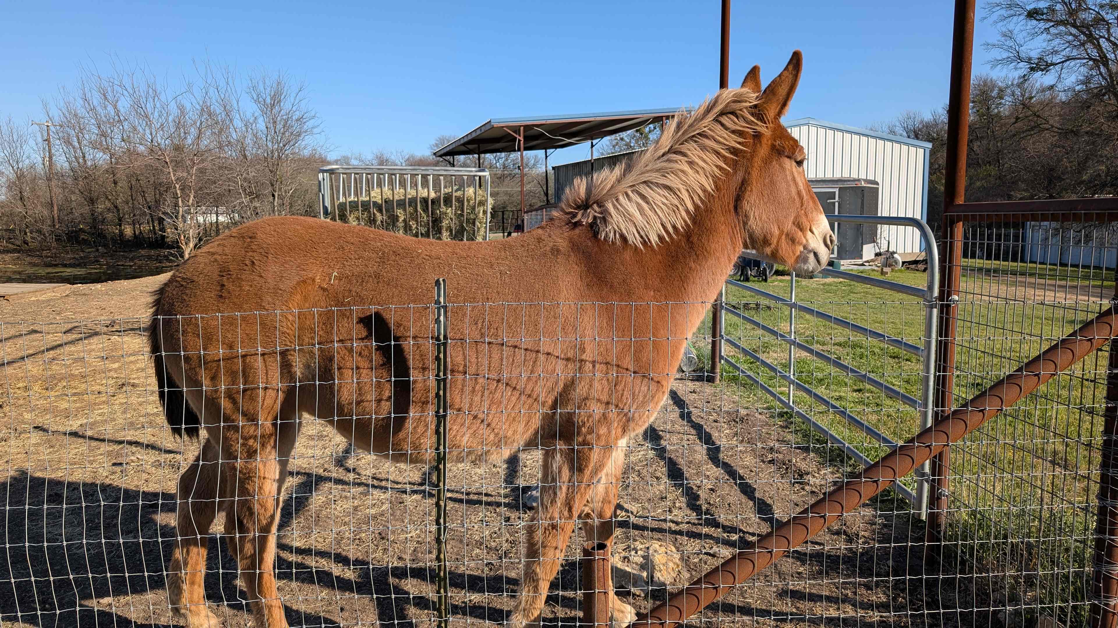 Various farm animals