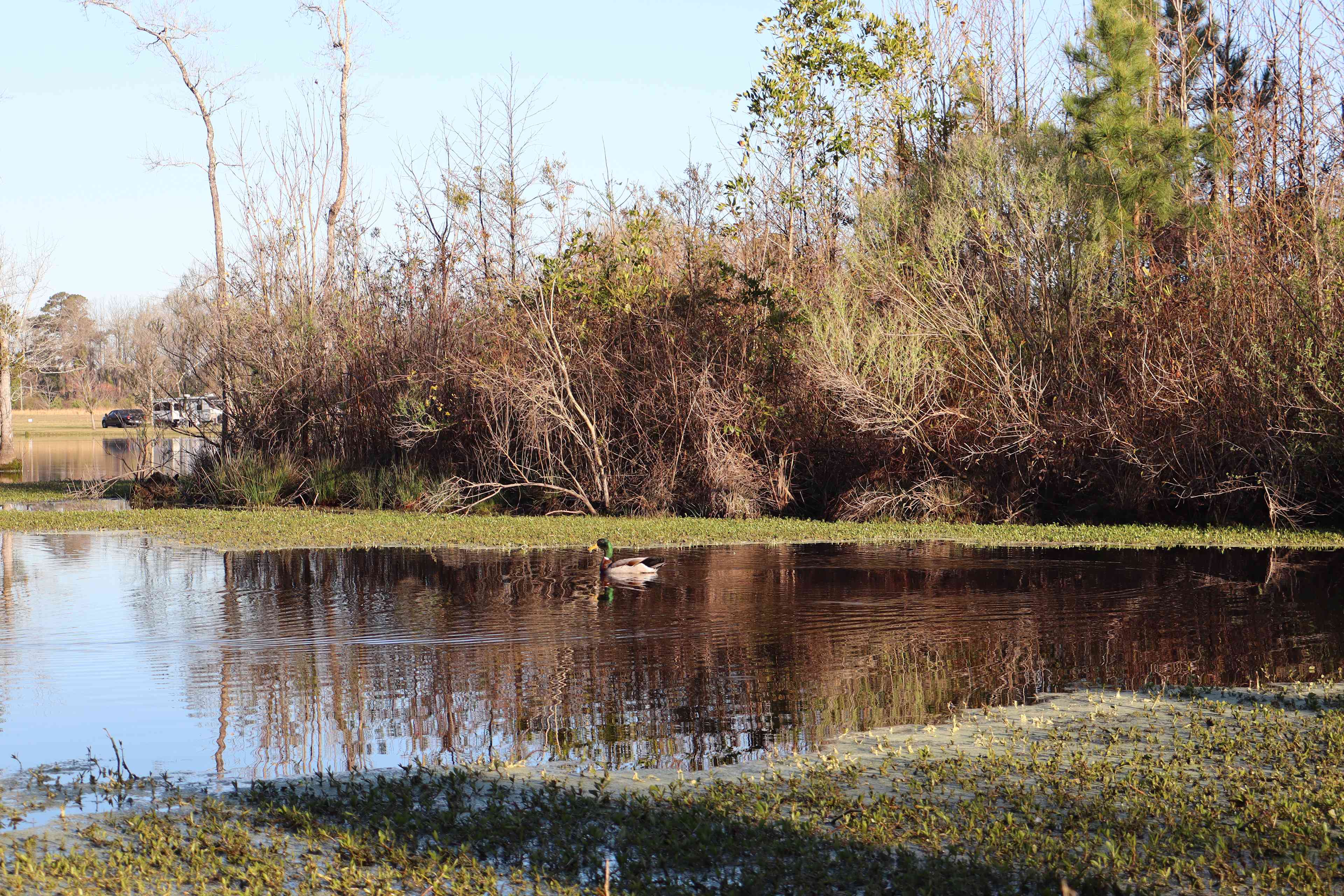 JCO Campground at Lee Baysden Pond