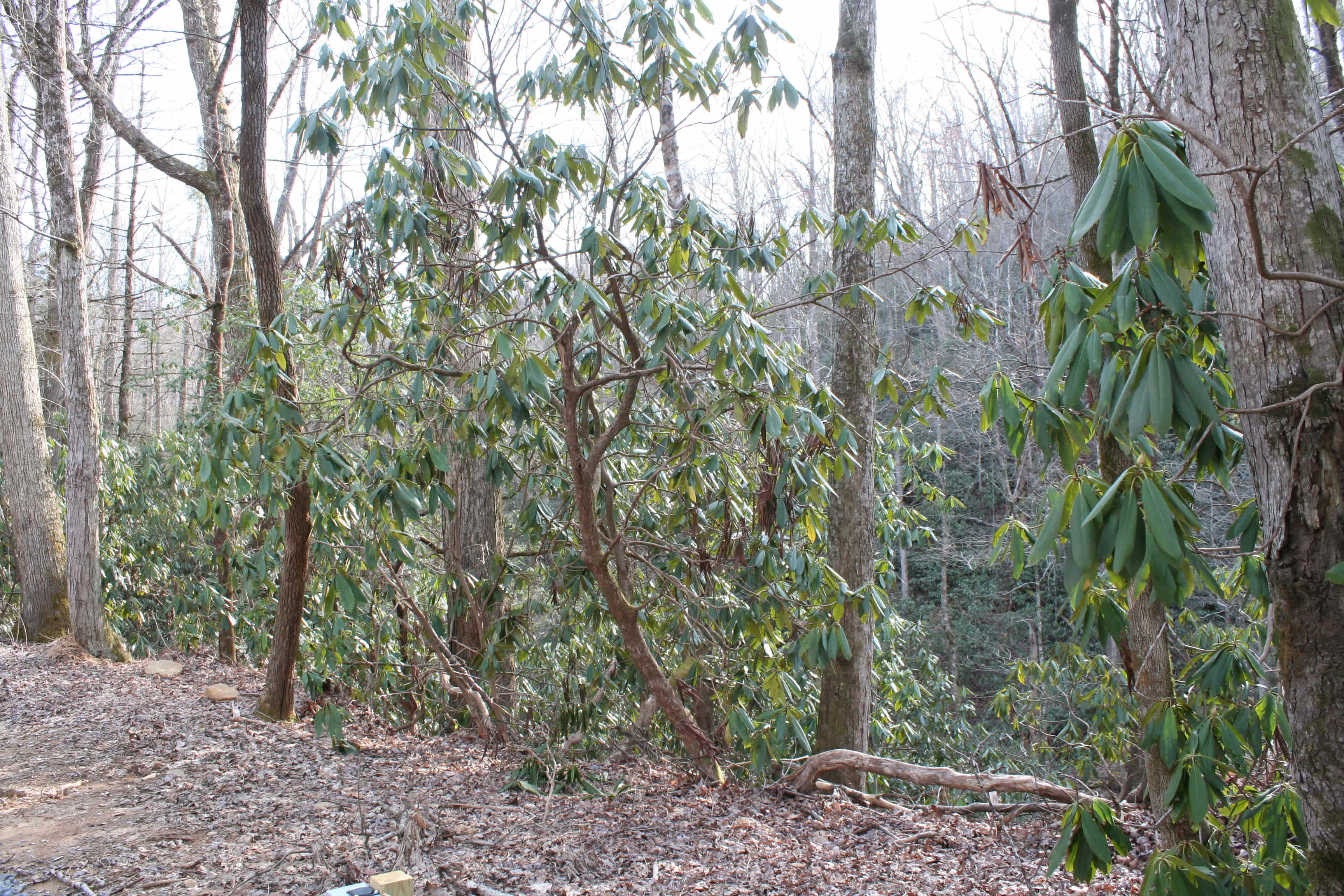 Moonshine Ridge Campground
