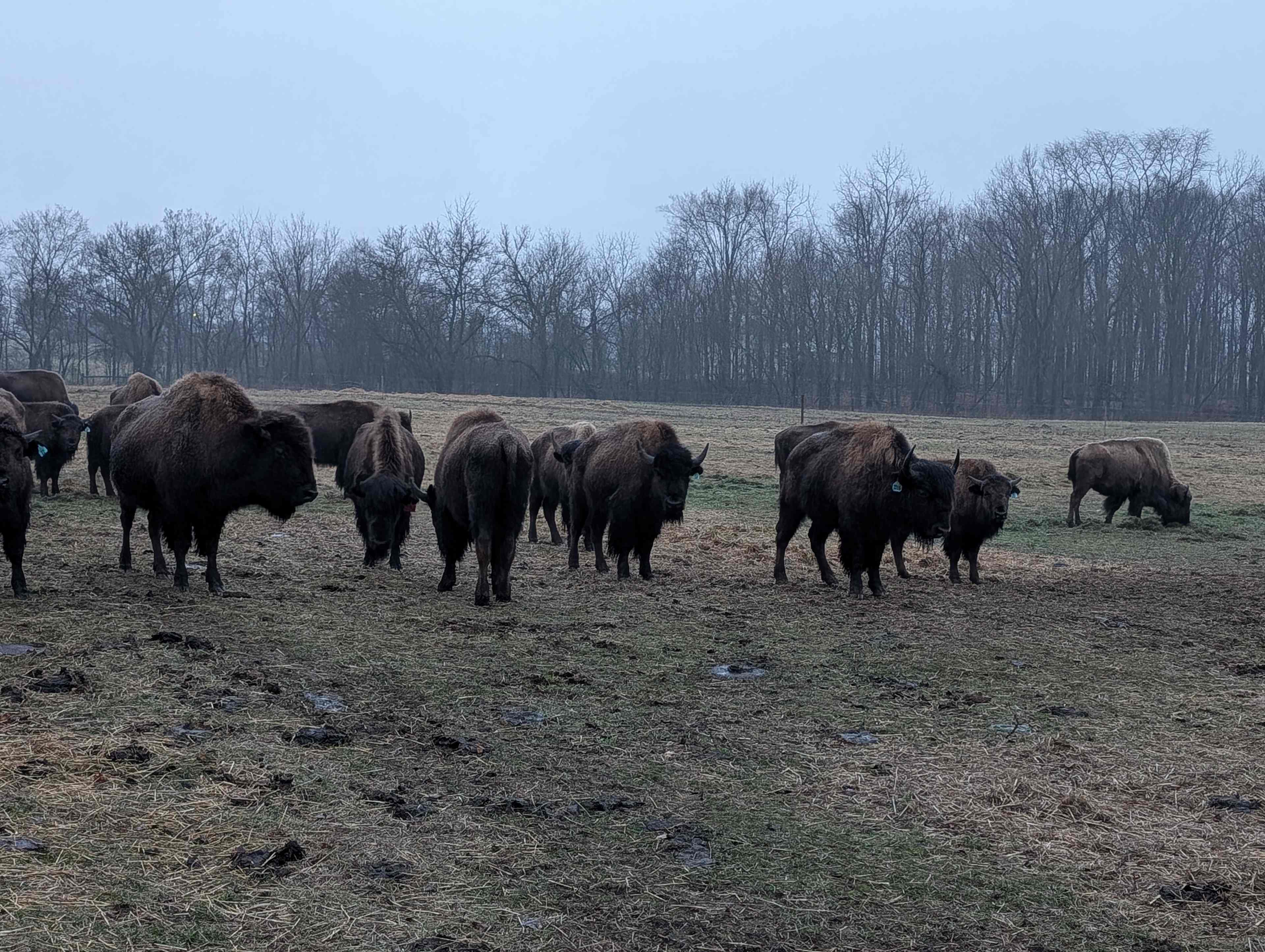 Bracy Gold Bison Ranch