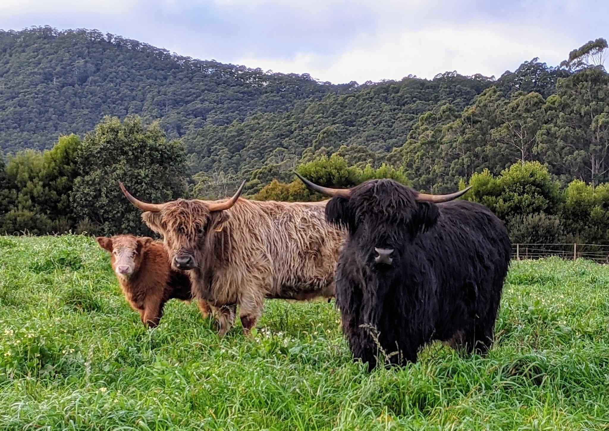Mount Gnomon Farm