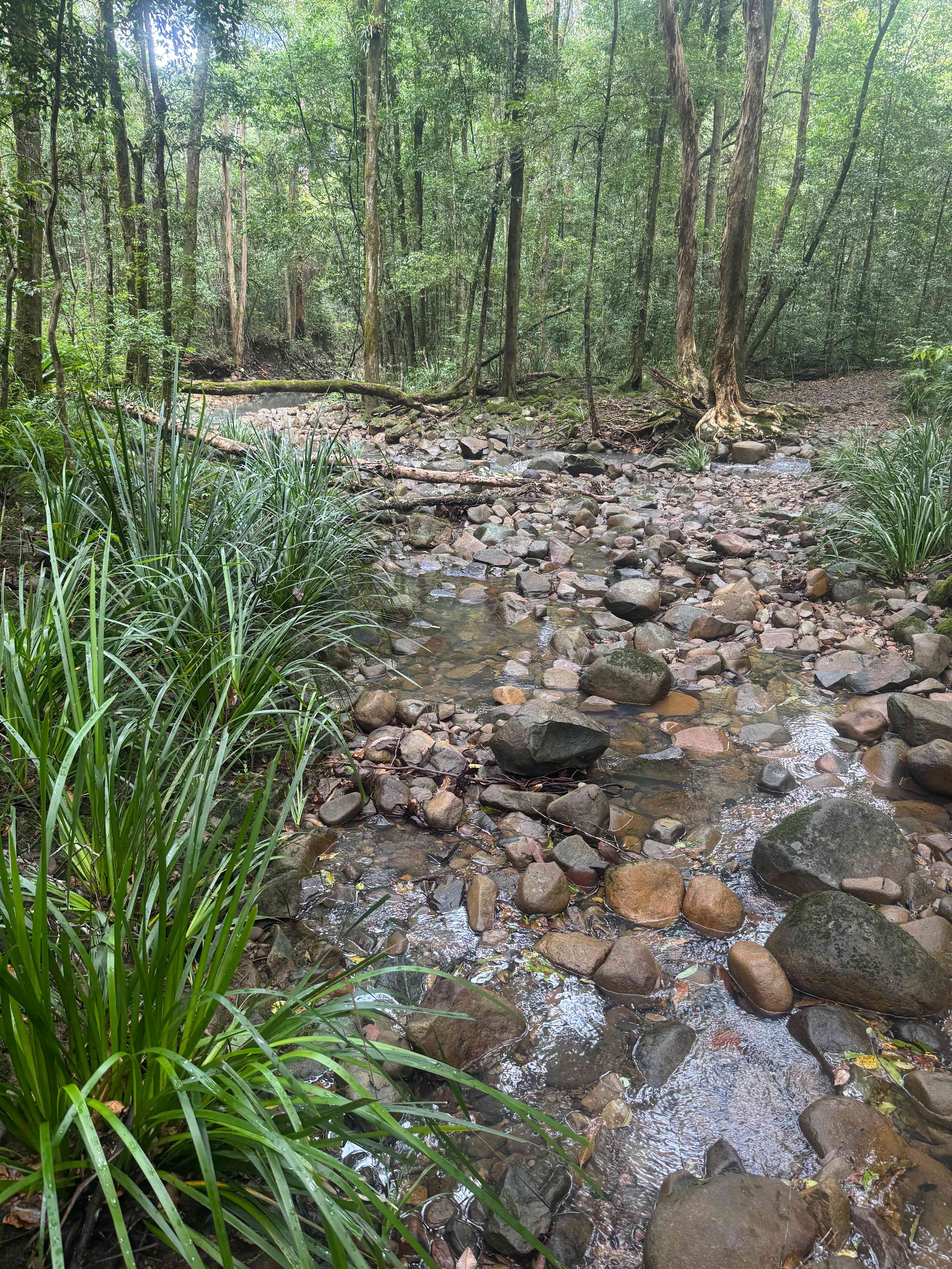 Carawirry Forest Escape