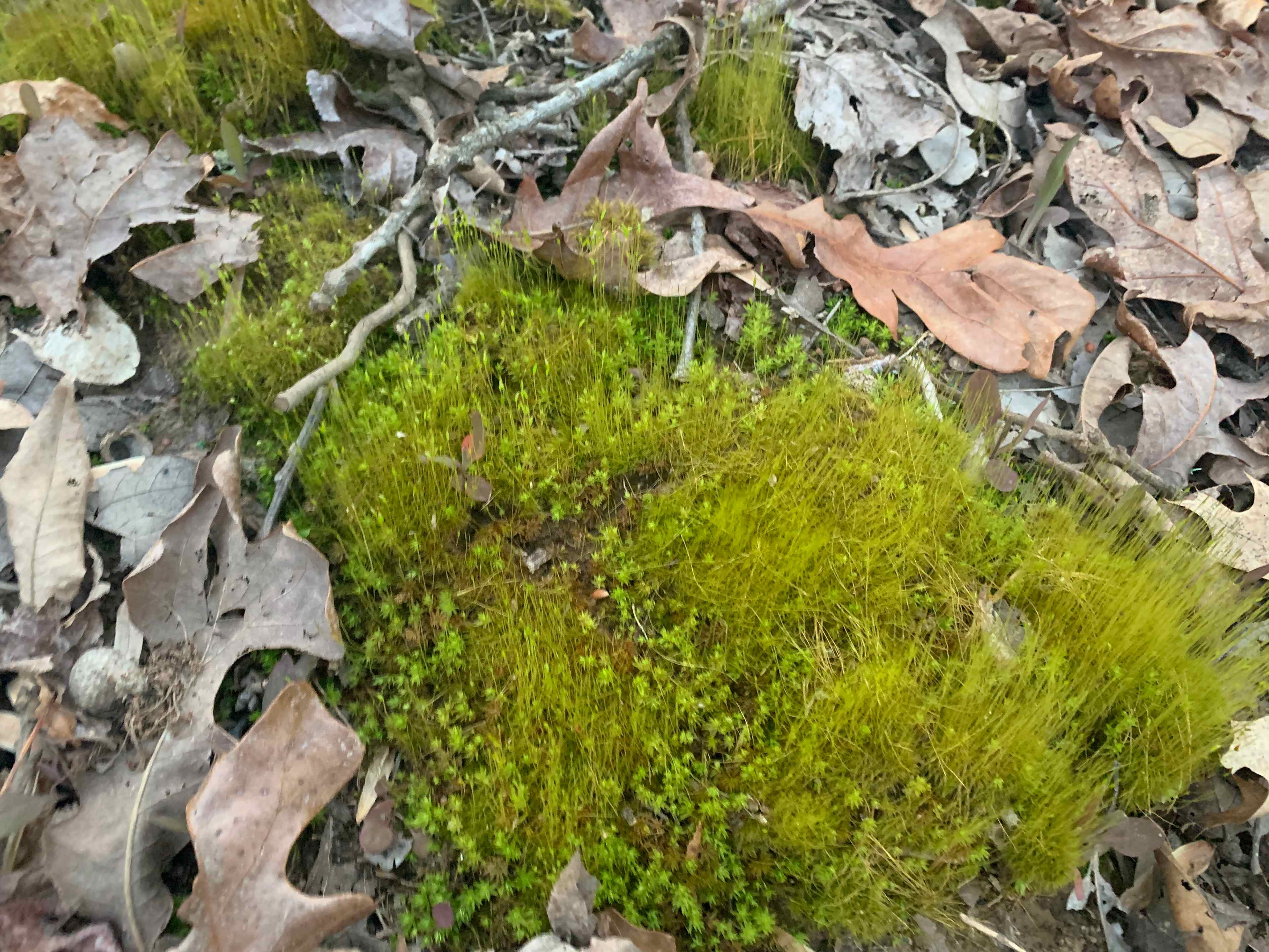 Moss 