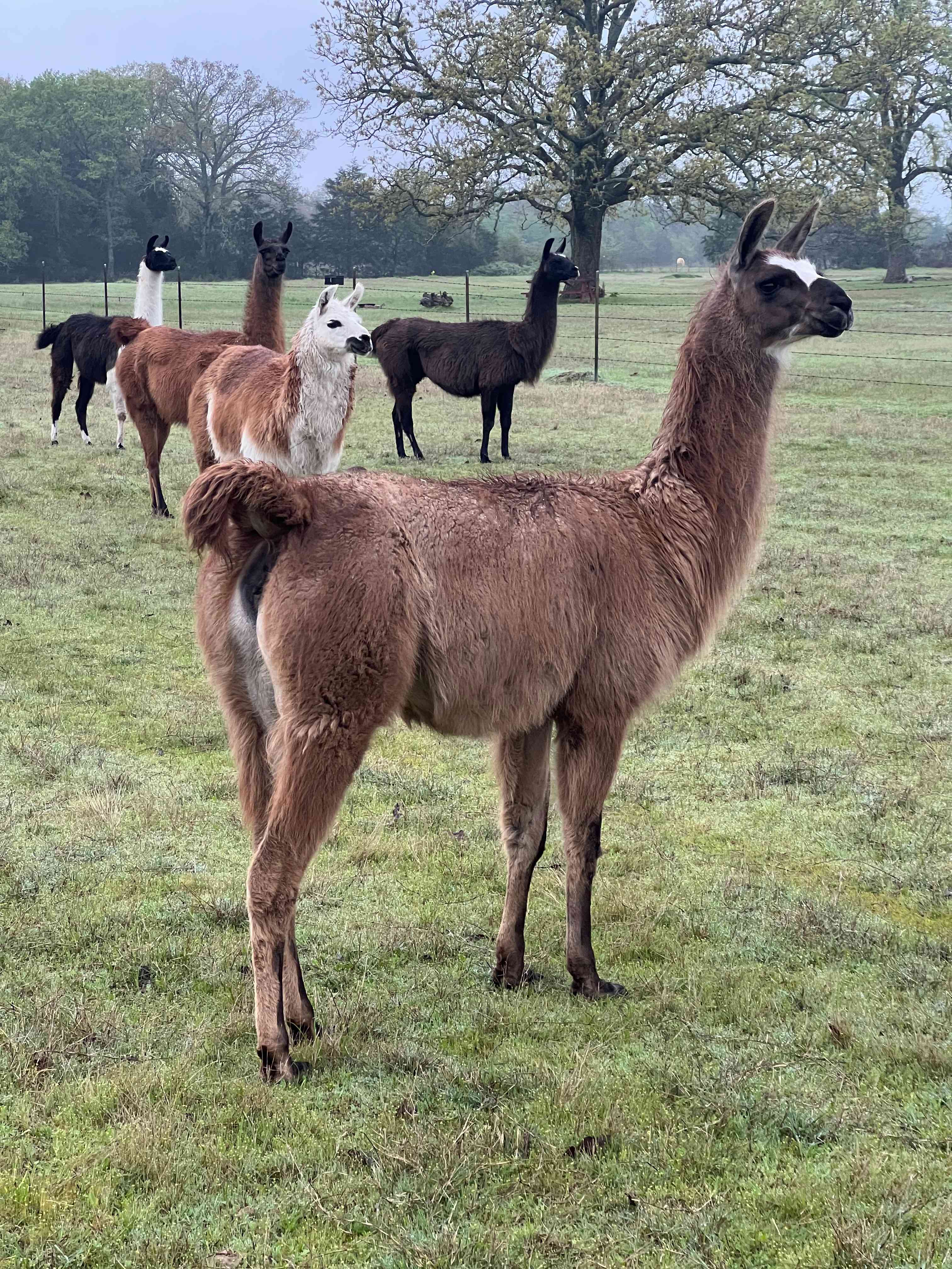 Llama Land Ranch