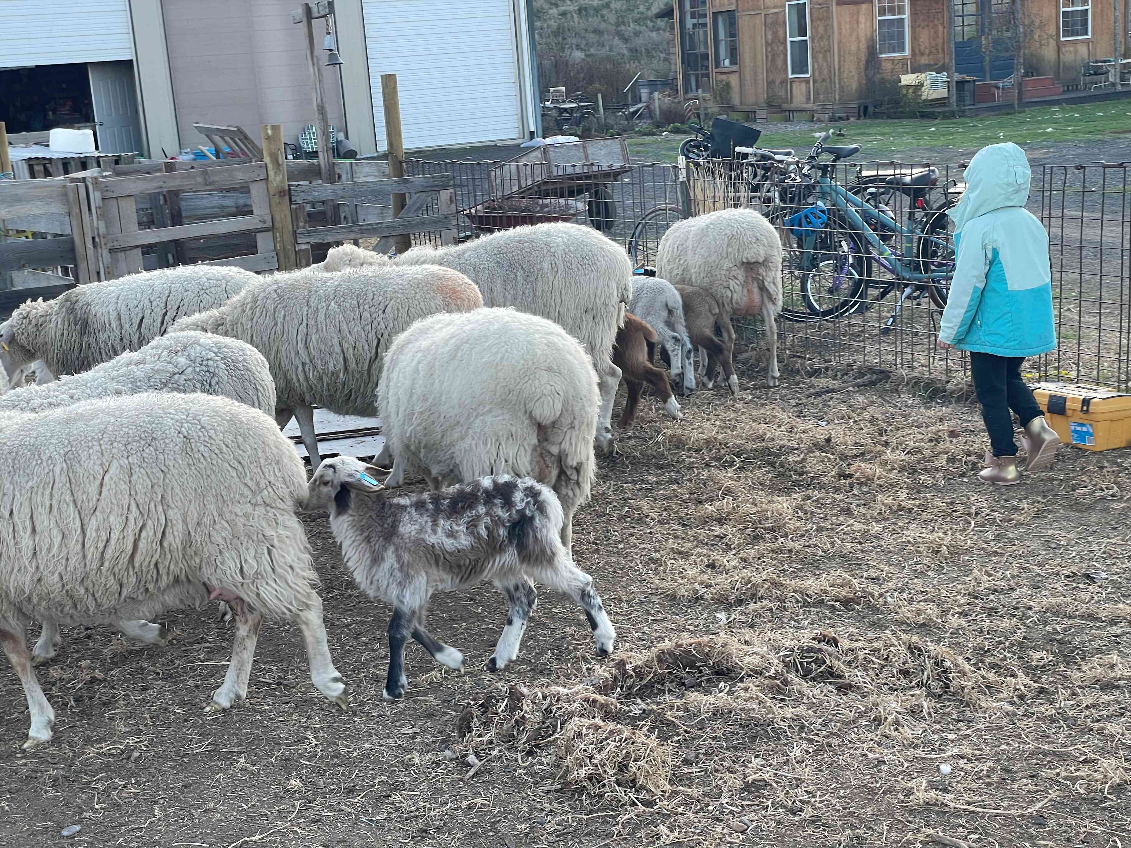 Herding sheep for milking