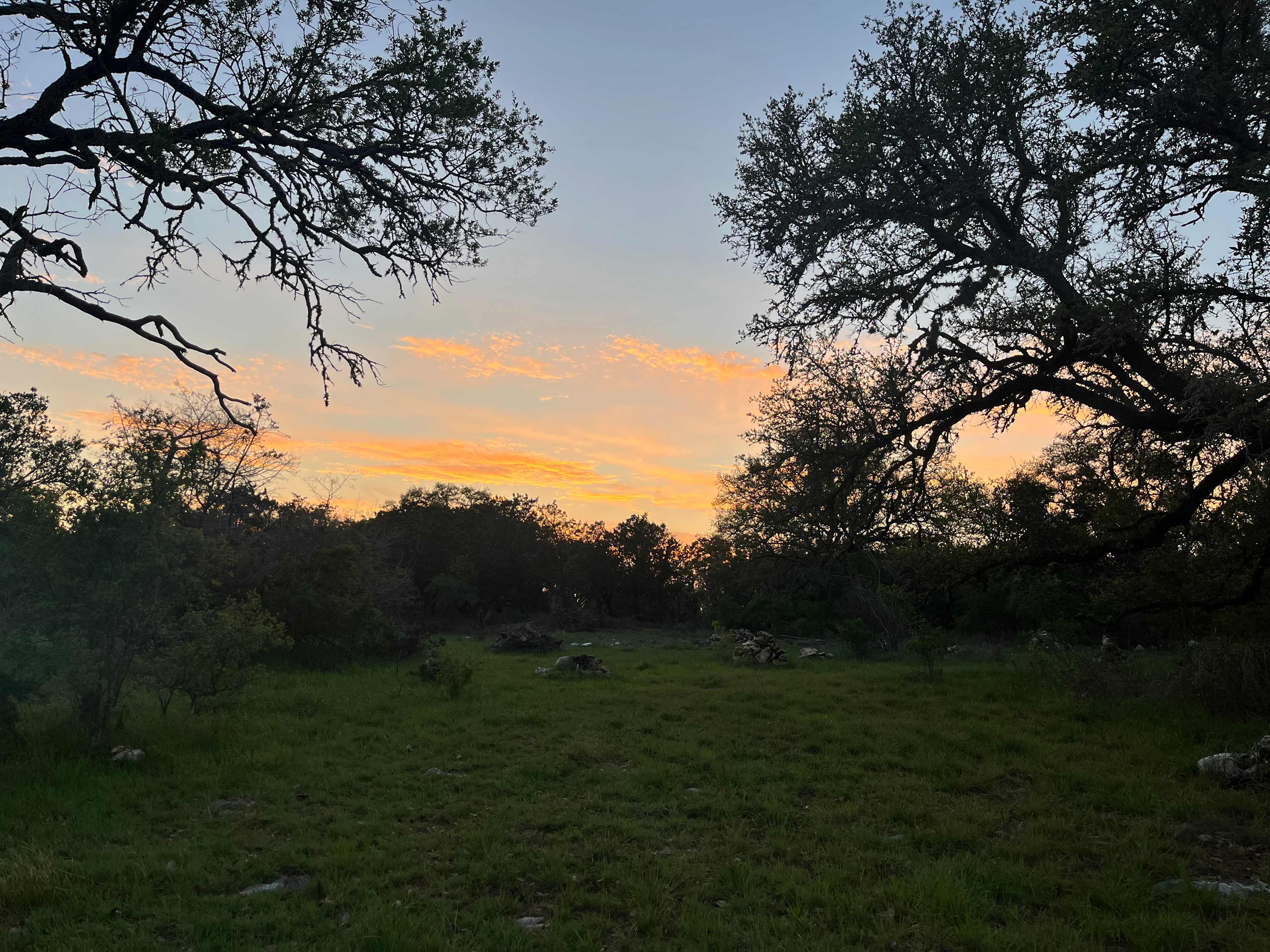 Twisted Oaks...