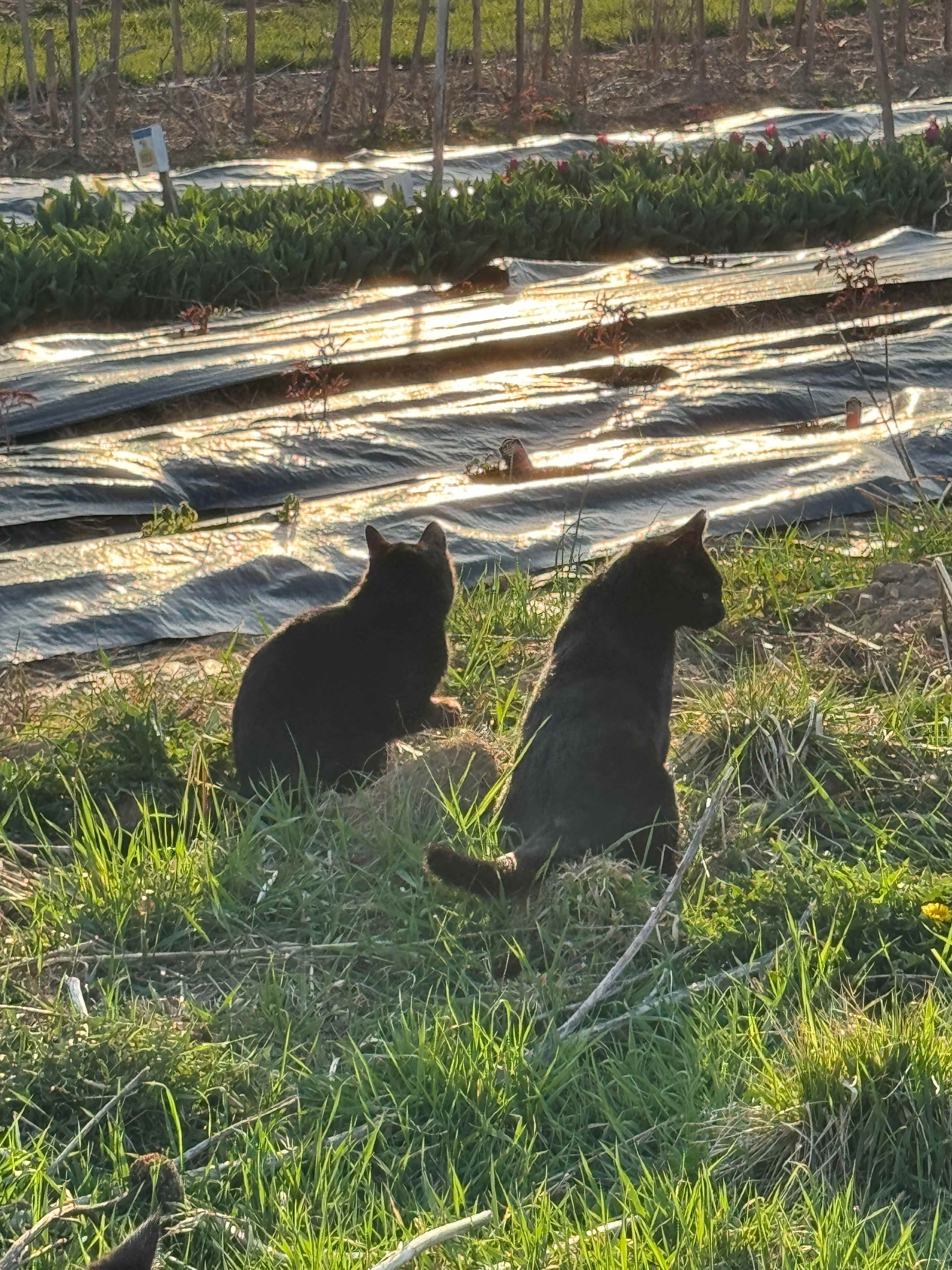 Taking in the sunset