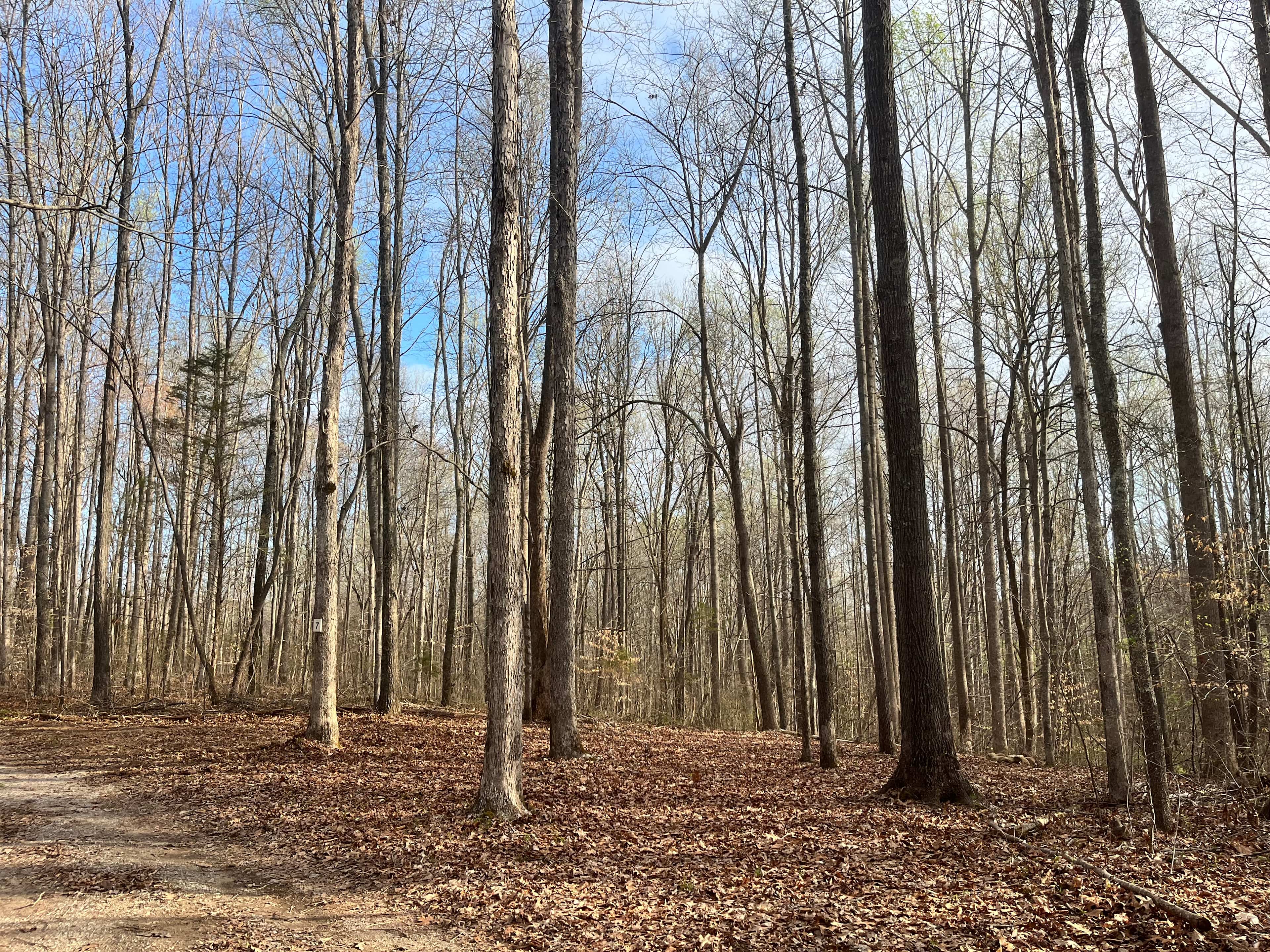 Campsite 7, a large drive up in the woods