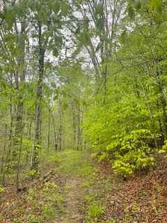 Majestic Forest