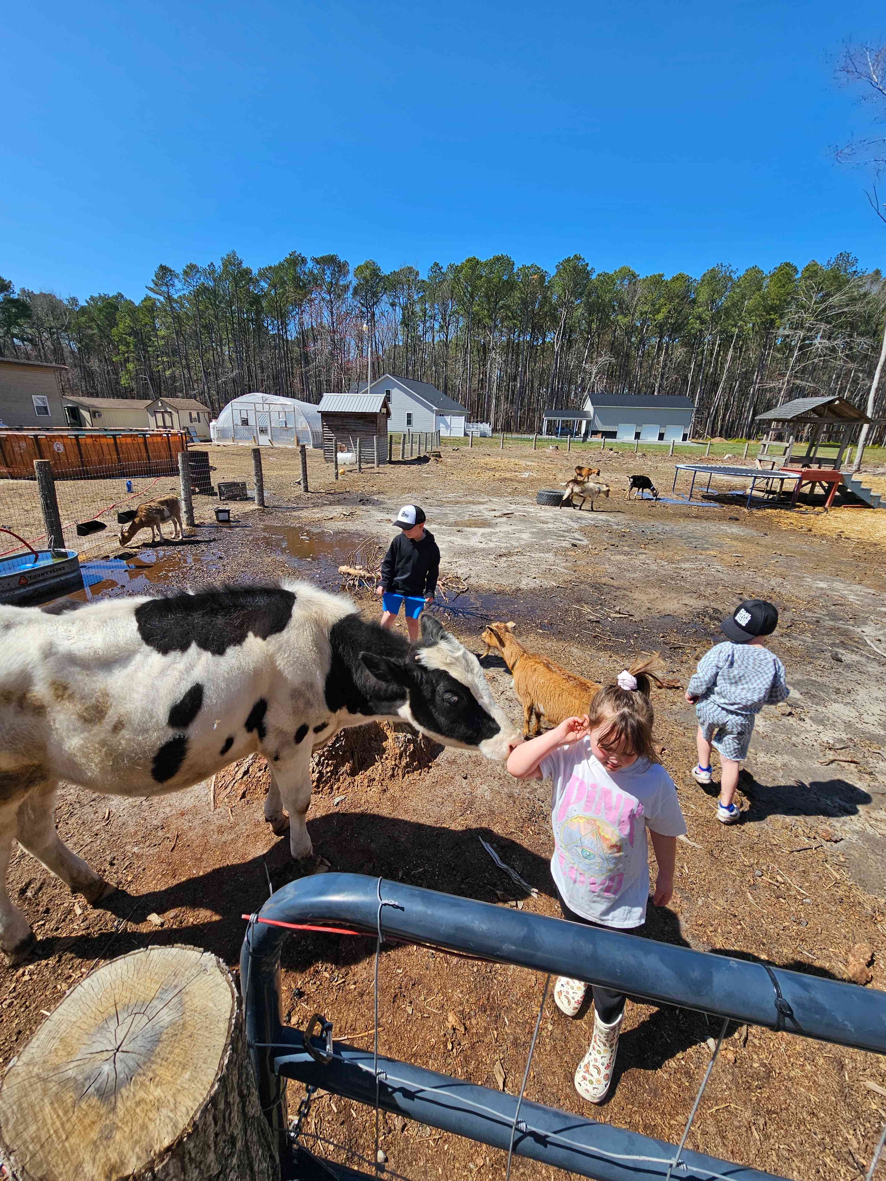 Enjoy doing farm chores with our child friendly animals