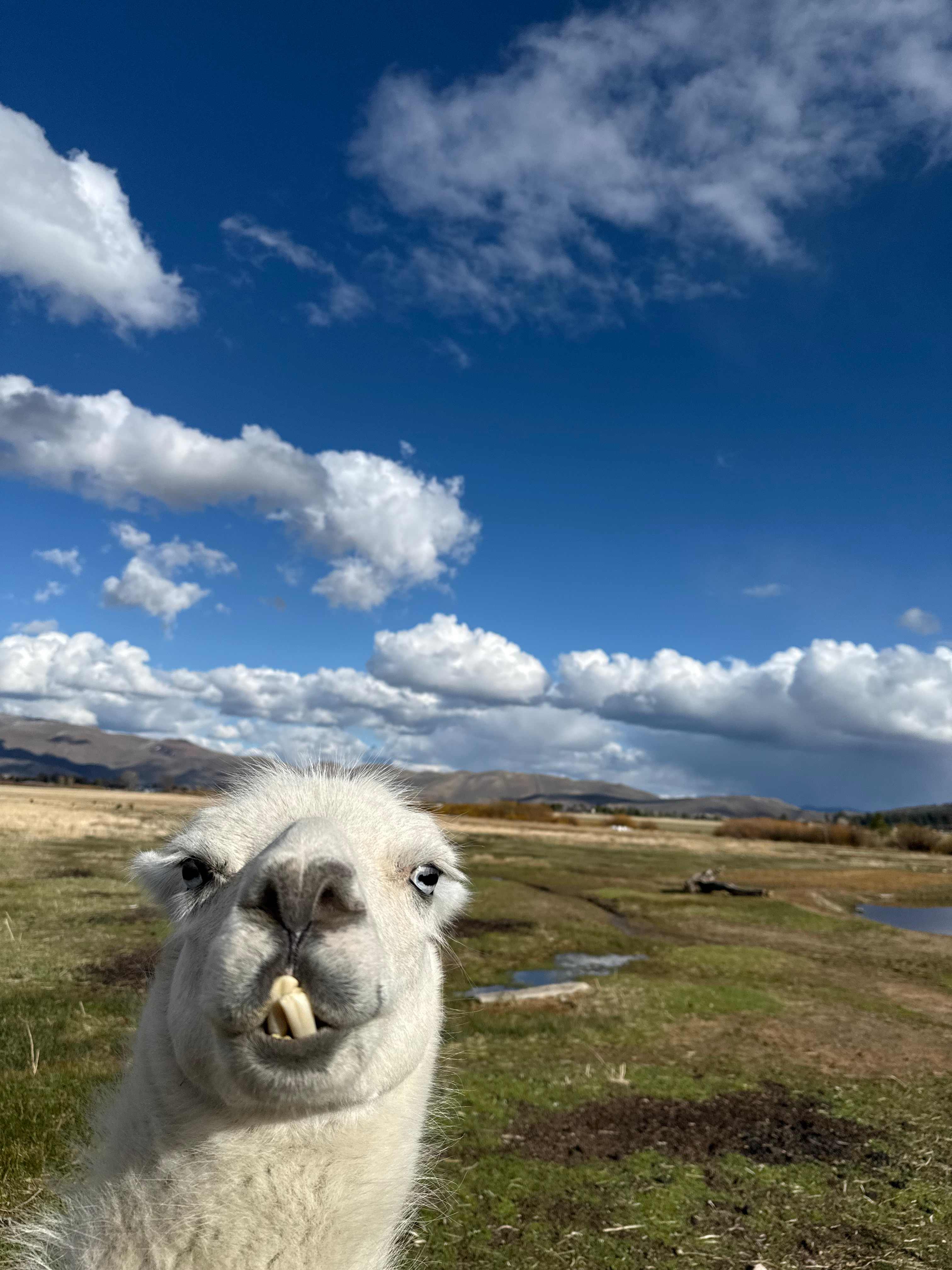 L.Davis Ranch and Olde LYFE Alpacas