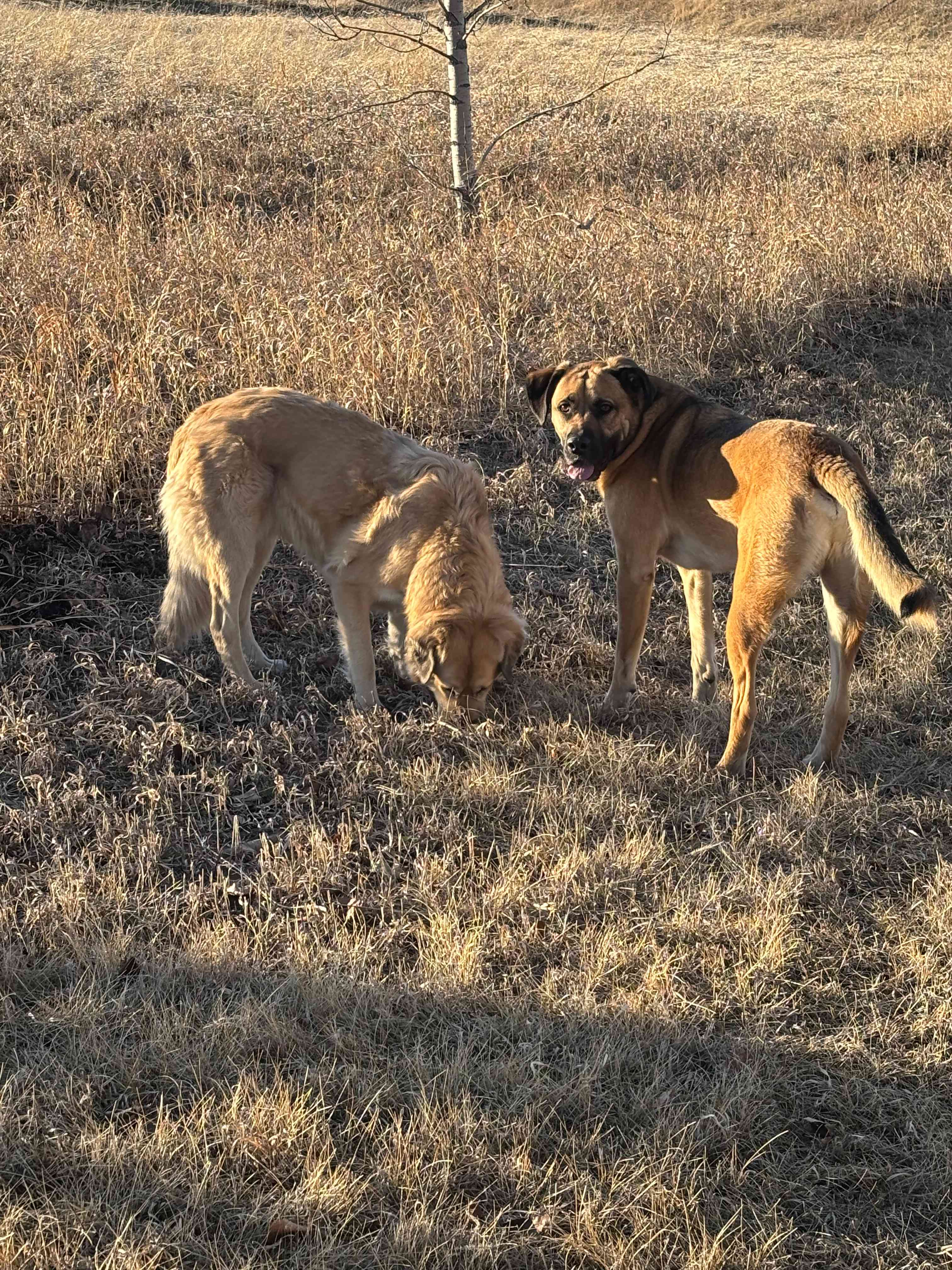 My dog was smitten with Stella! 