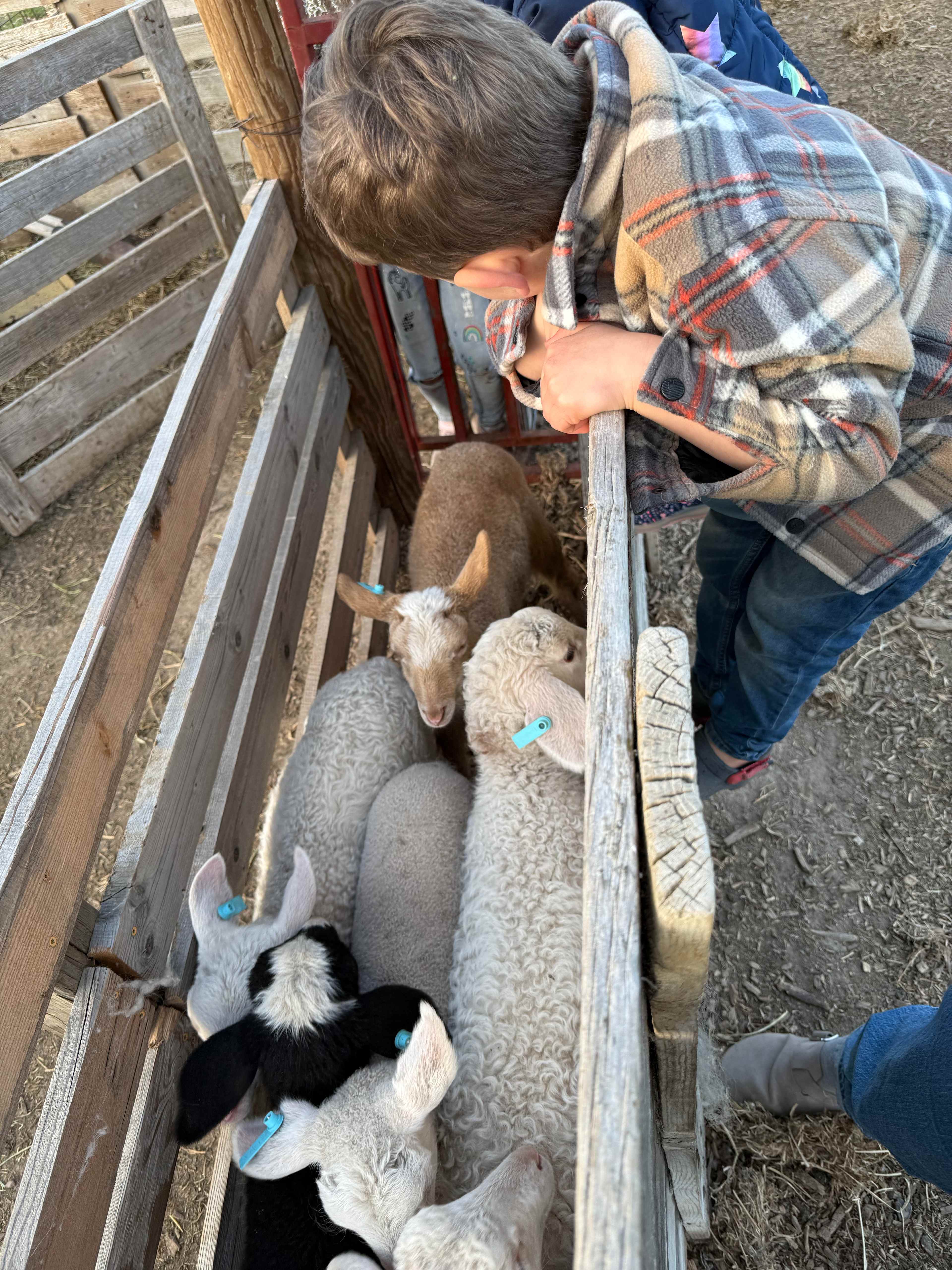 Milk A Sheep Camp at Tin Willows