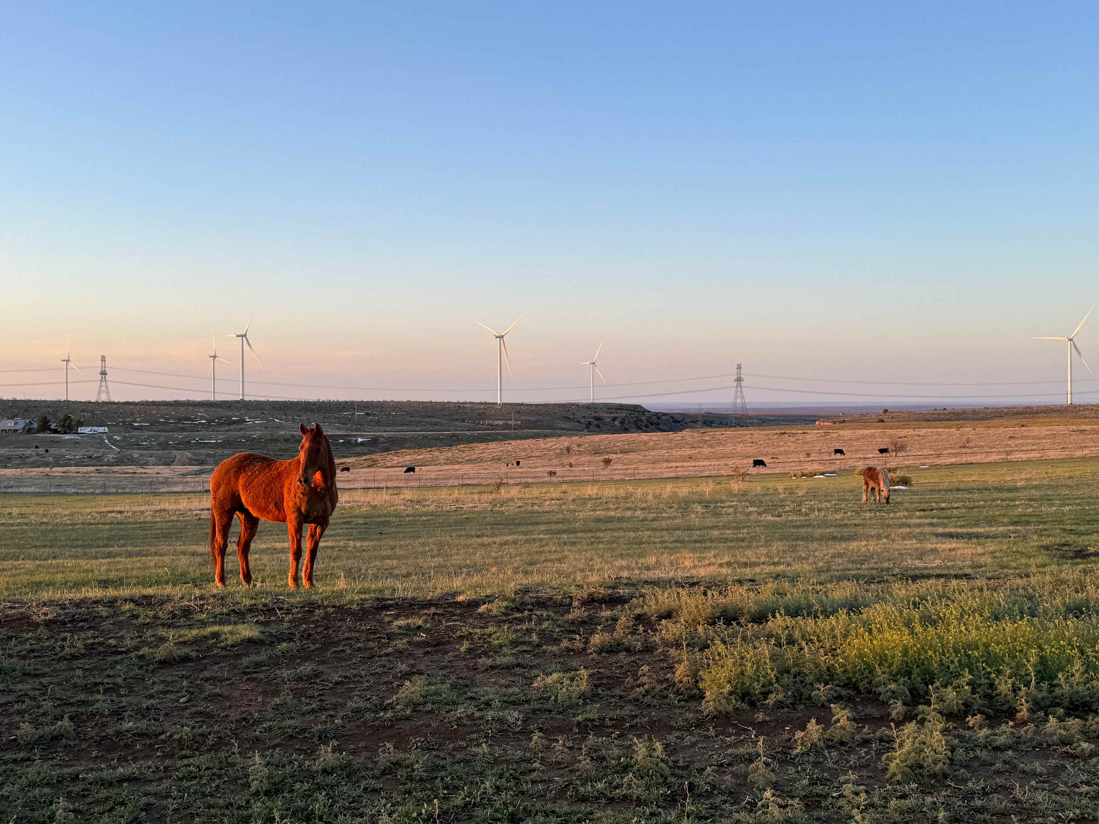 Coyote Breaks Farm