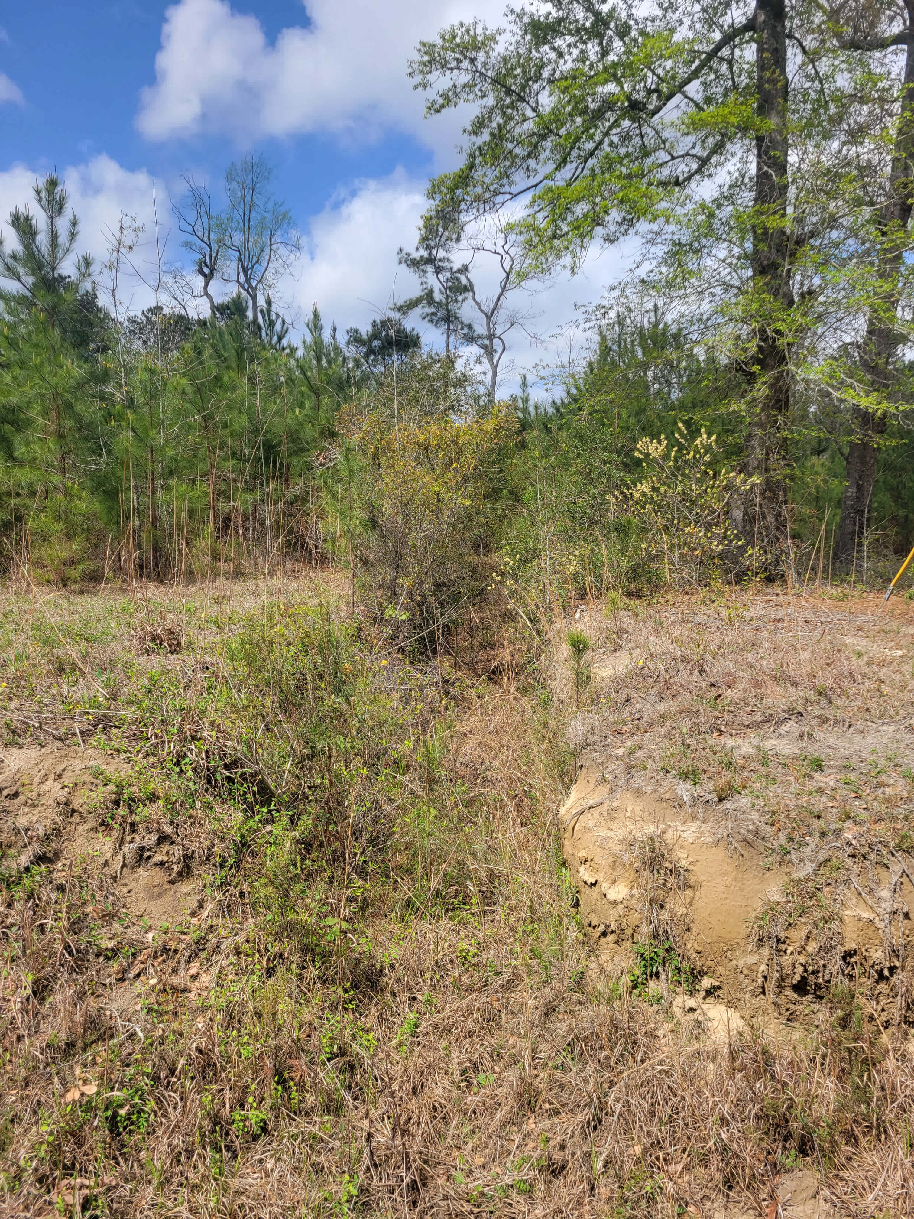 Tall Grass and Pines