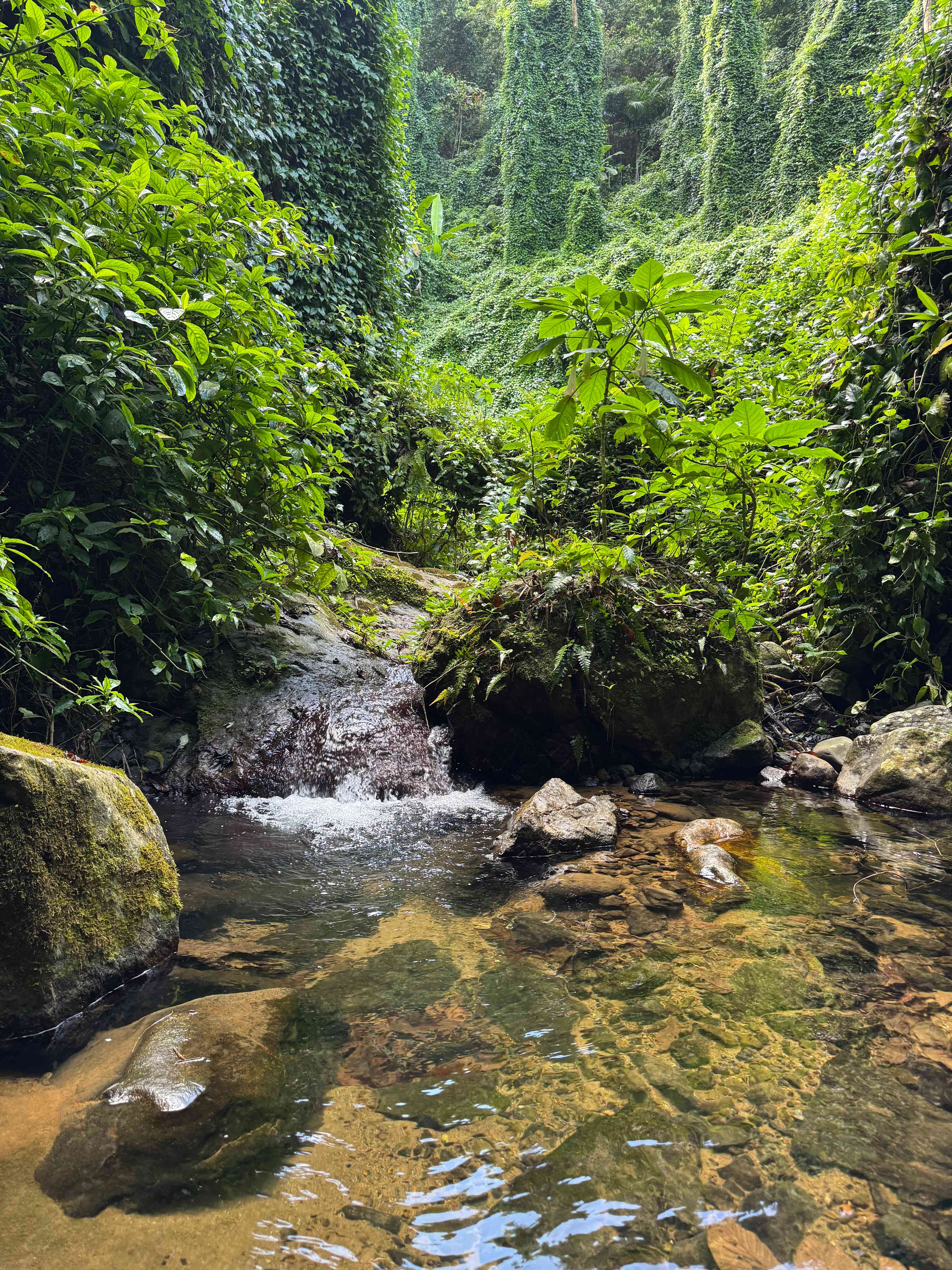 At the end of the jungle walk 😍