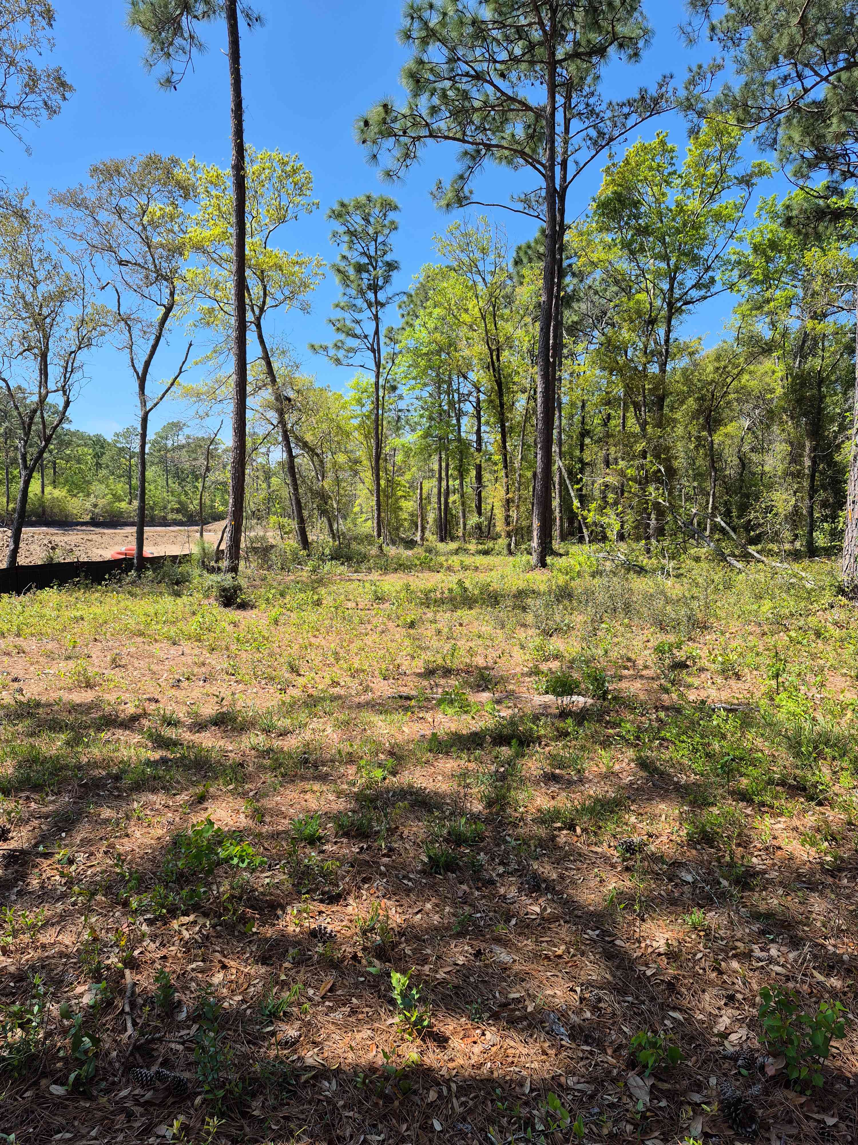 Pine forest, 5 minutes to the beach