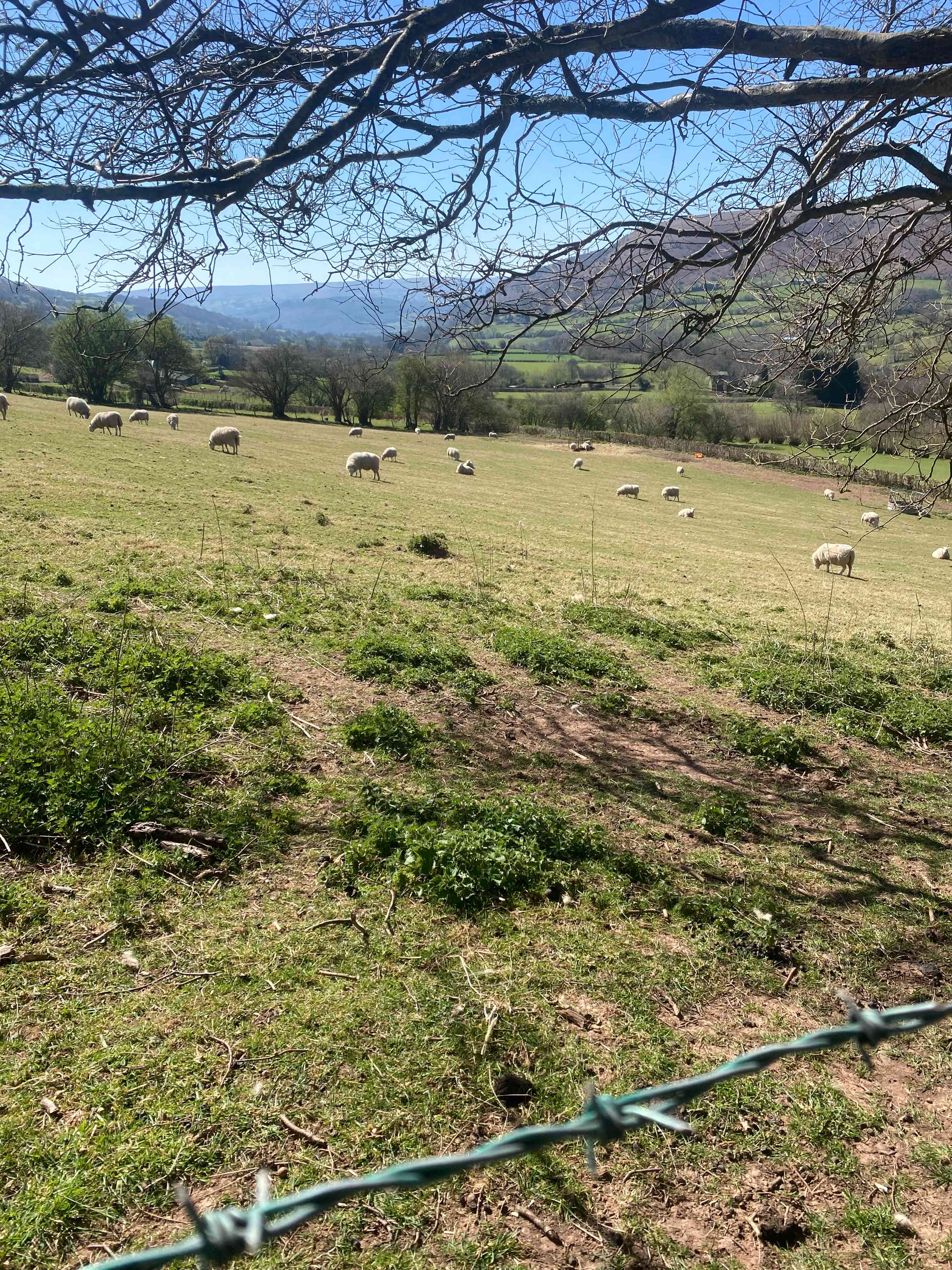 Cwmffrwd Farm Campsite