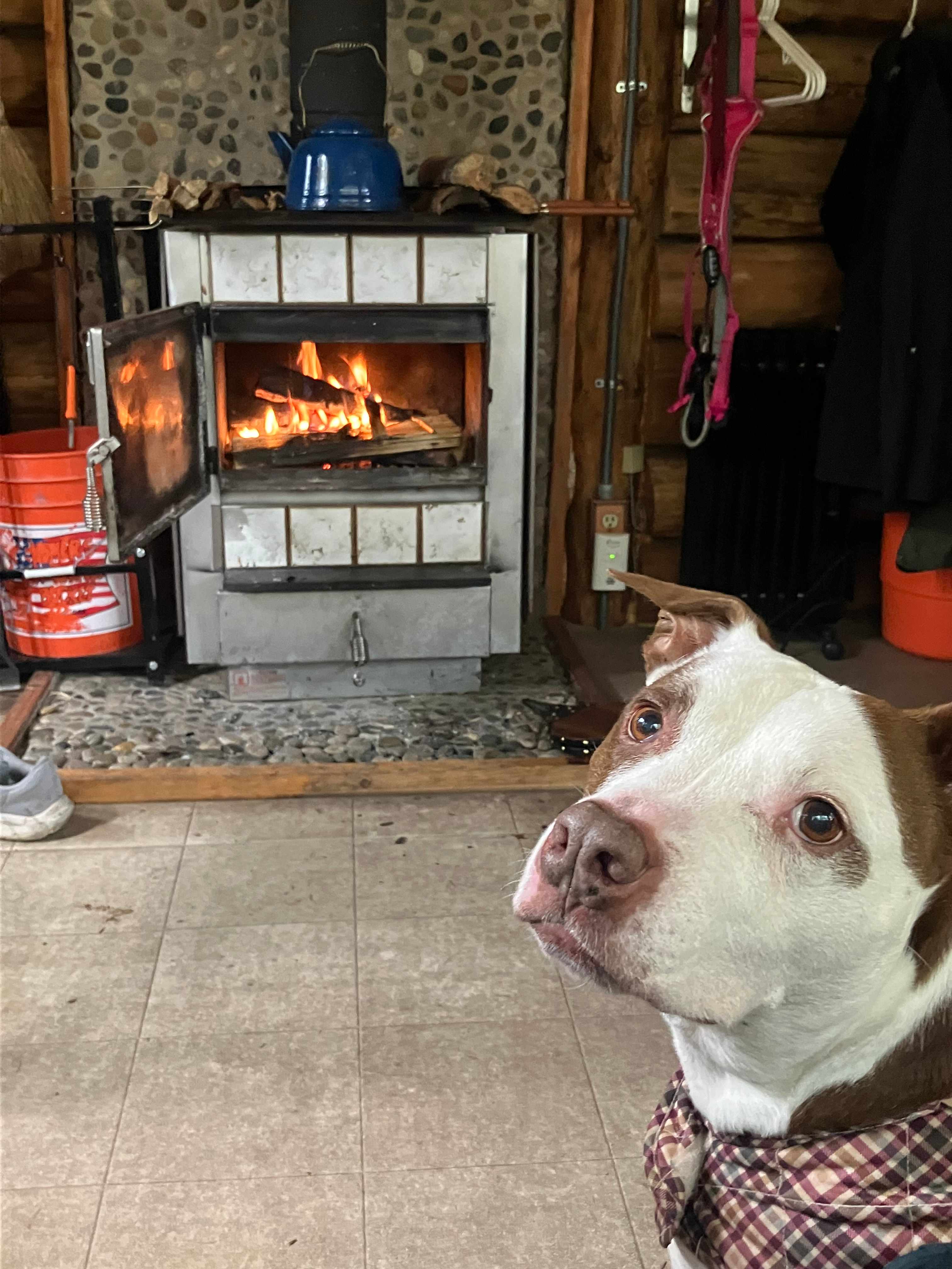pup was a big fan of the stove