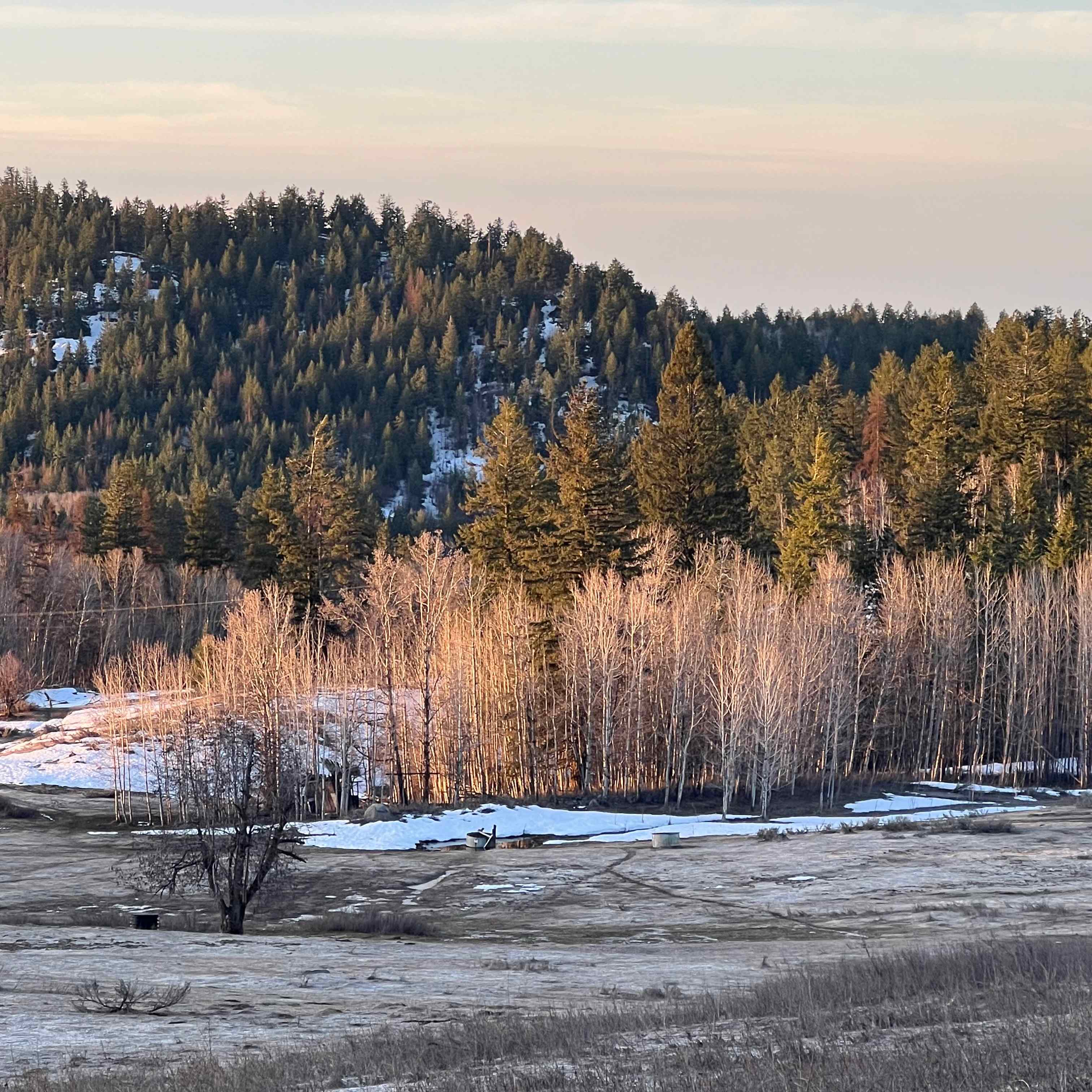 Early morning sunlight on the trees