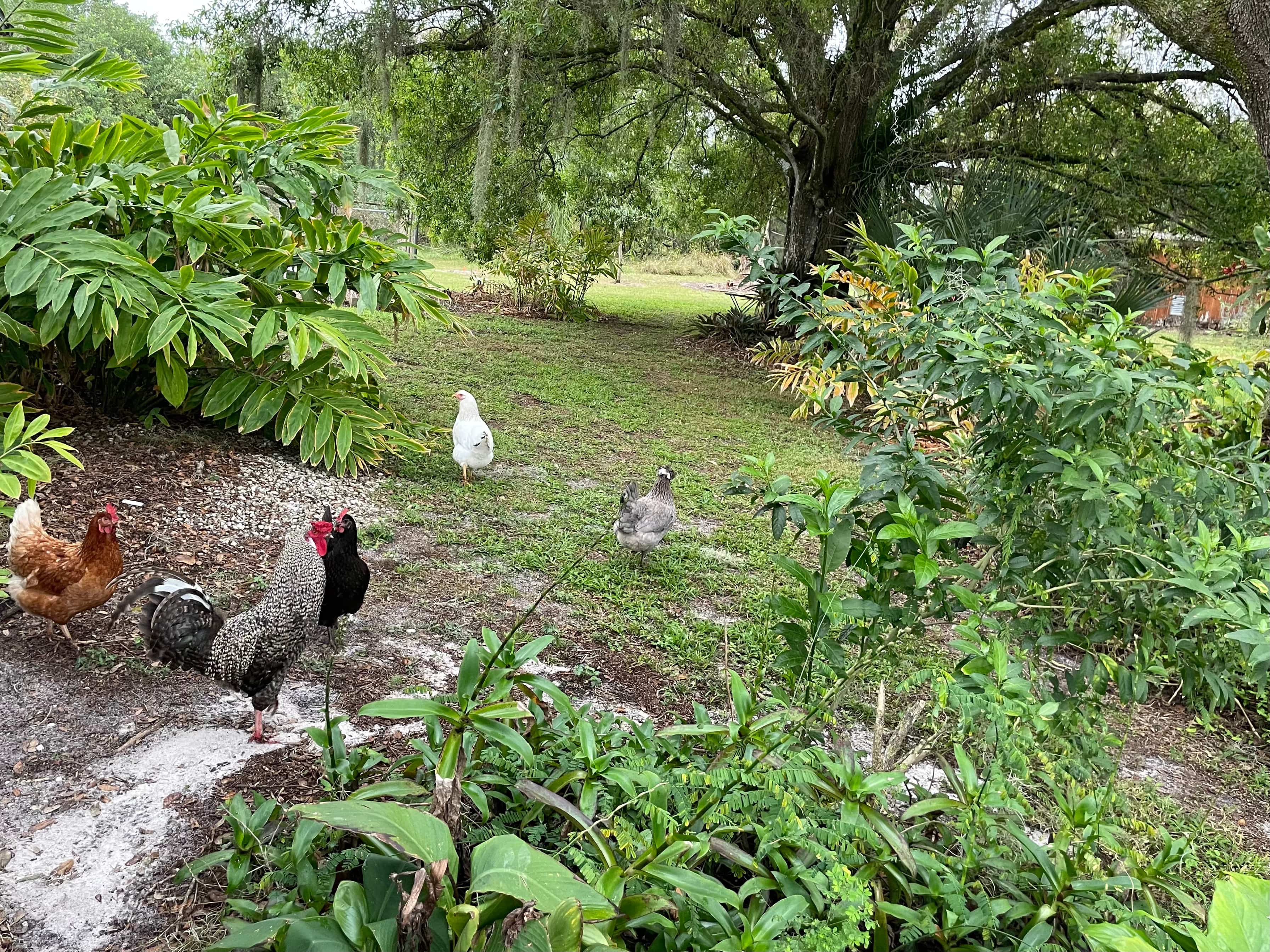 Magical Pond On Flitterbug Farm