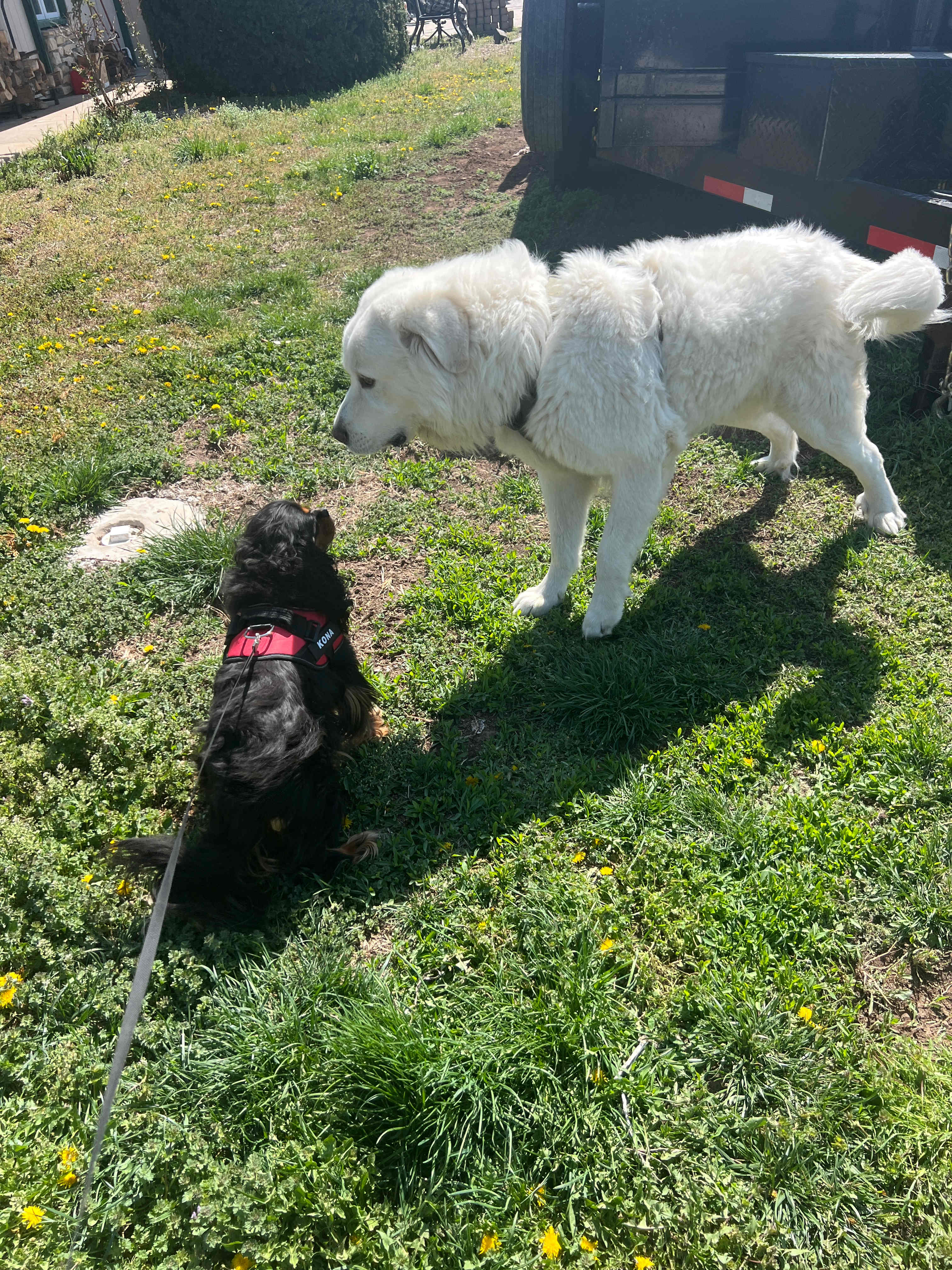 Our Kona like their dog! 