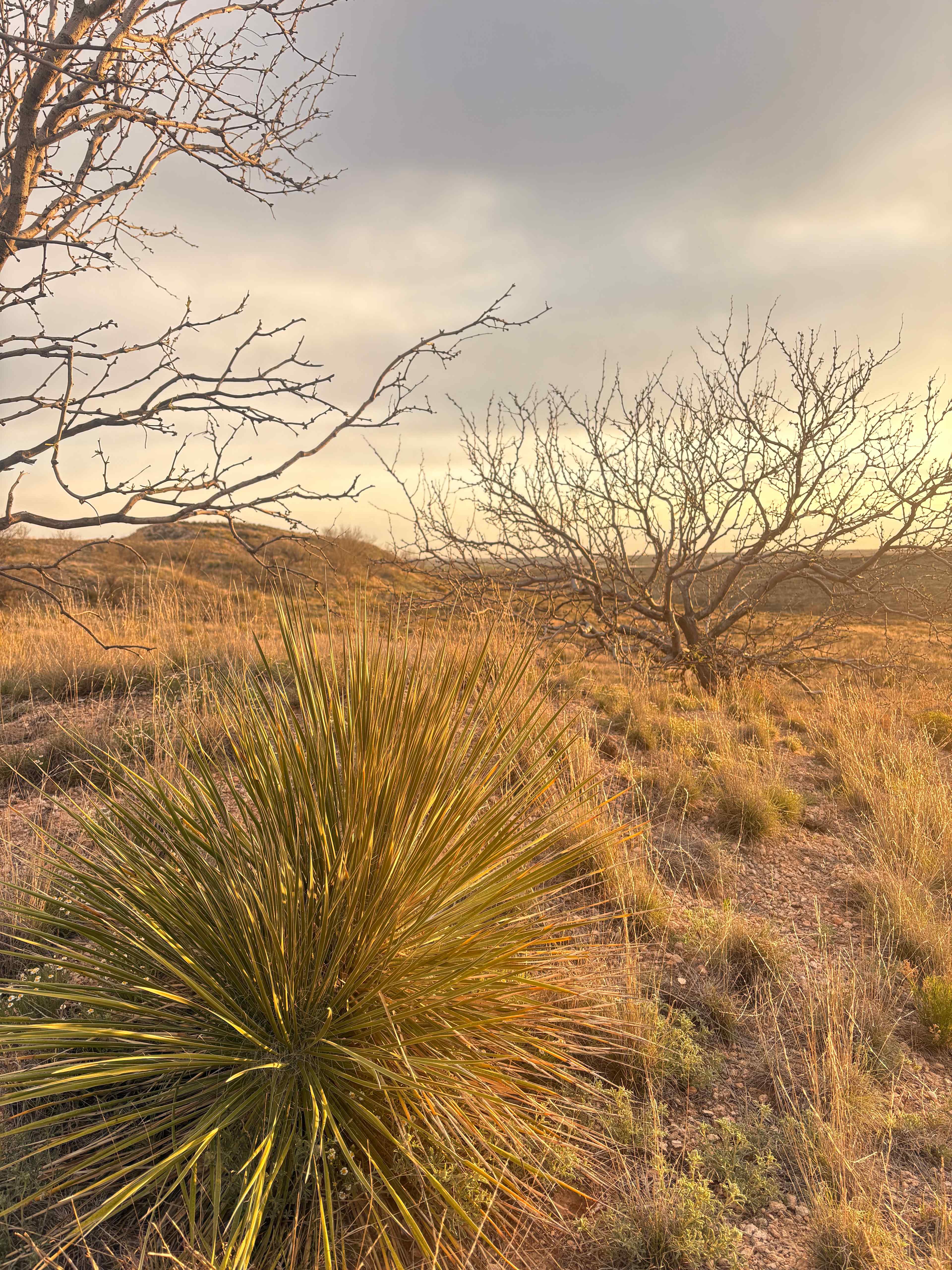 Mariposa Community Land Trust