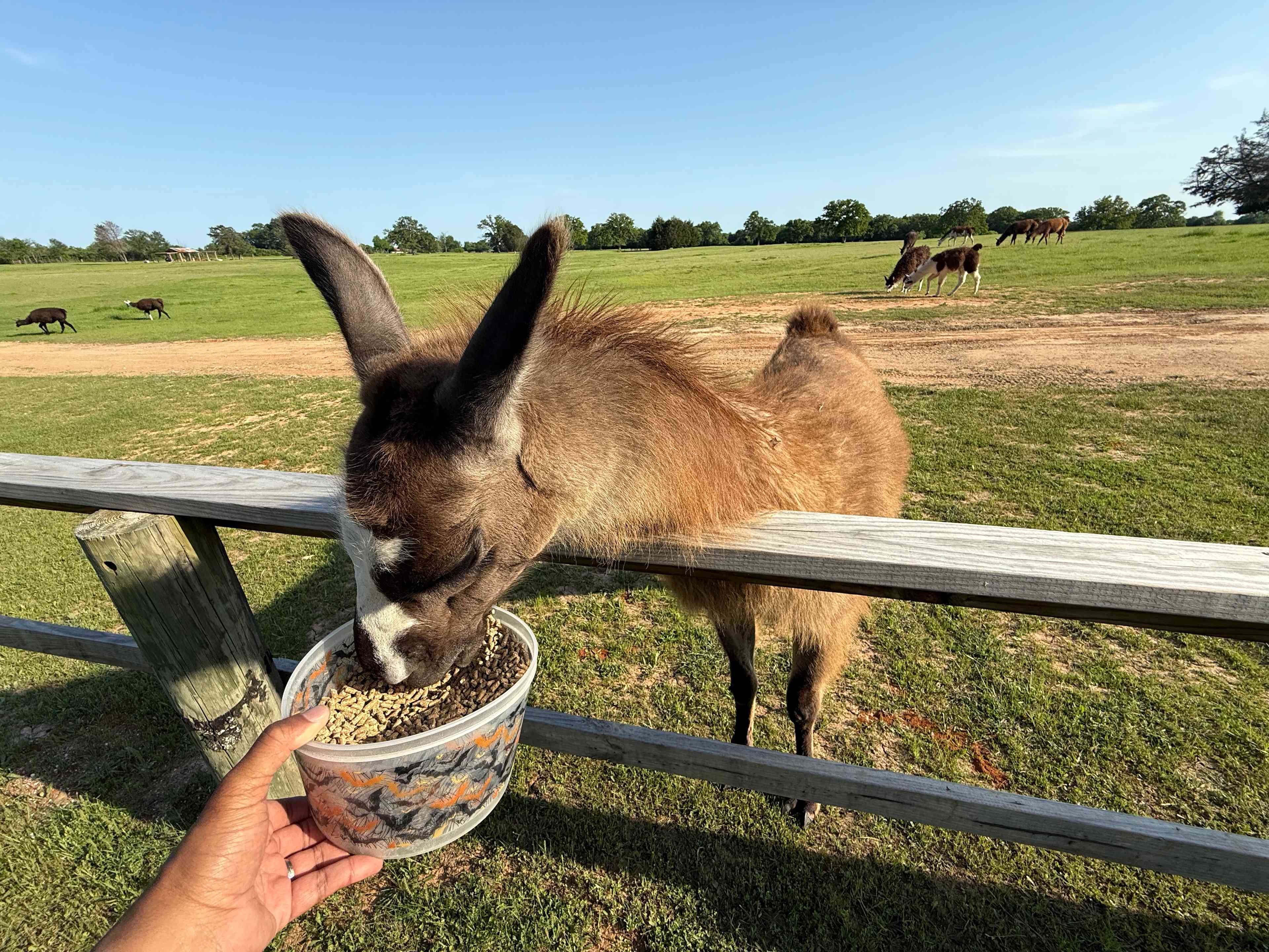 Feeding the locals