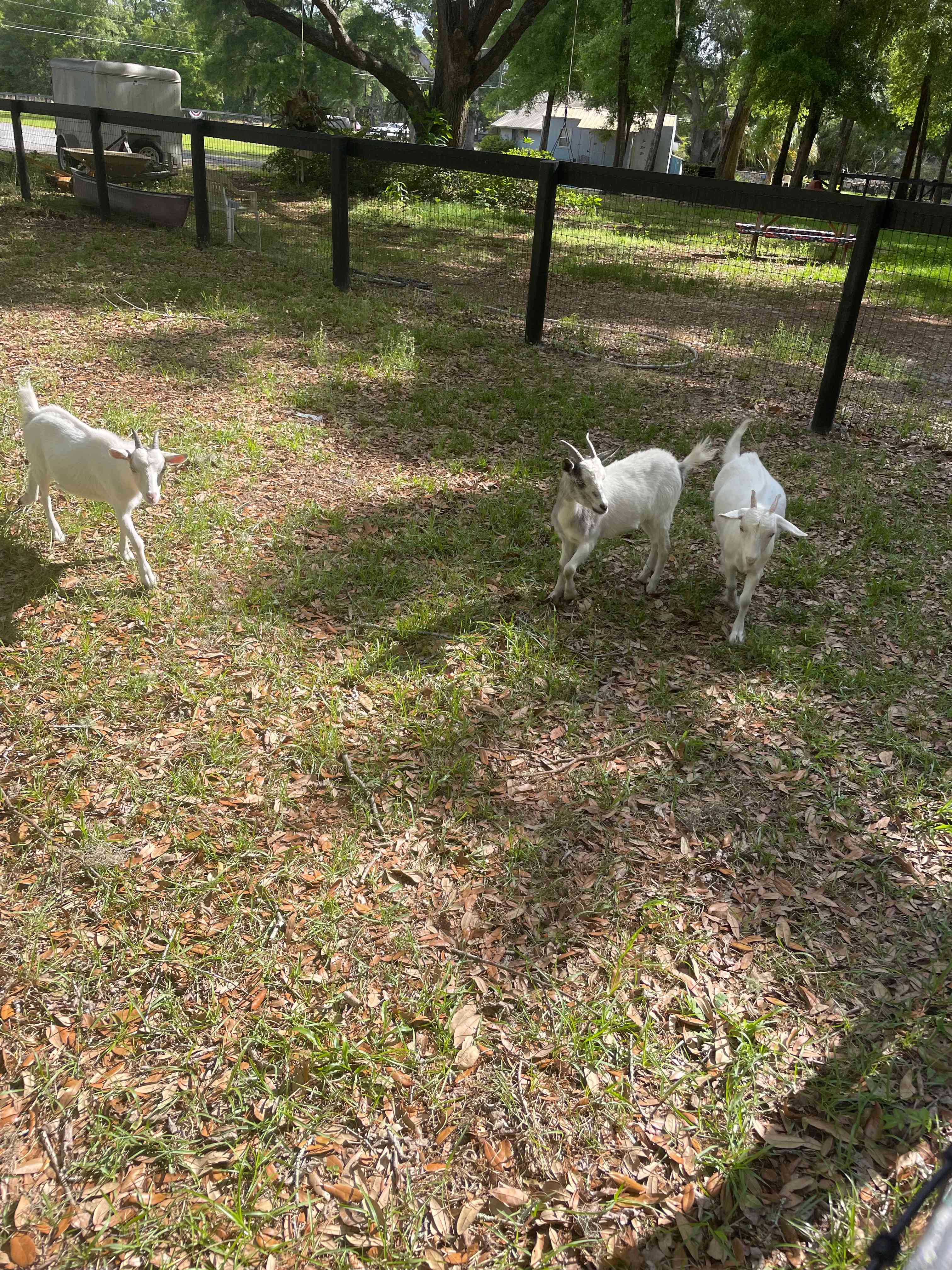 Shannon Trails bring your horses