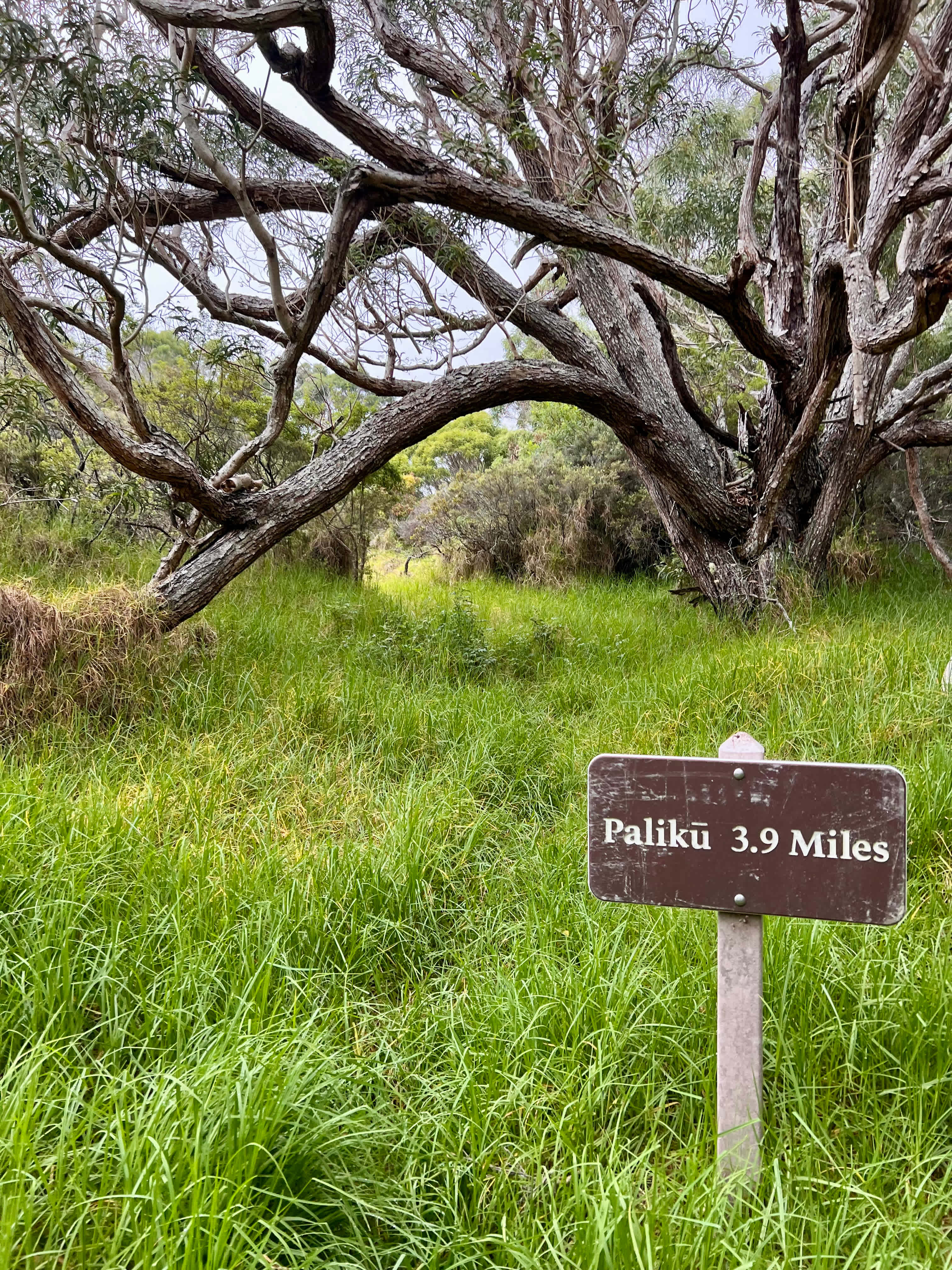 Half way up the Kaupo Gap trail