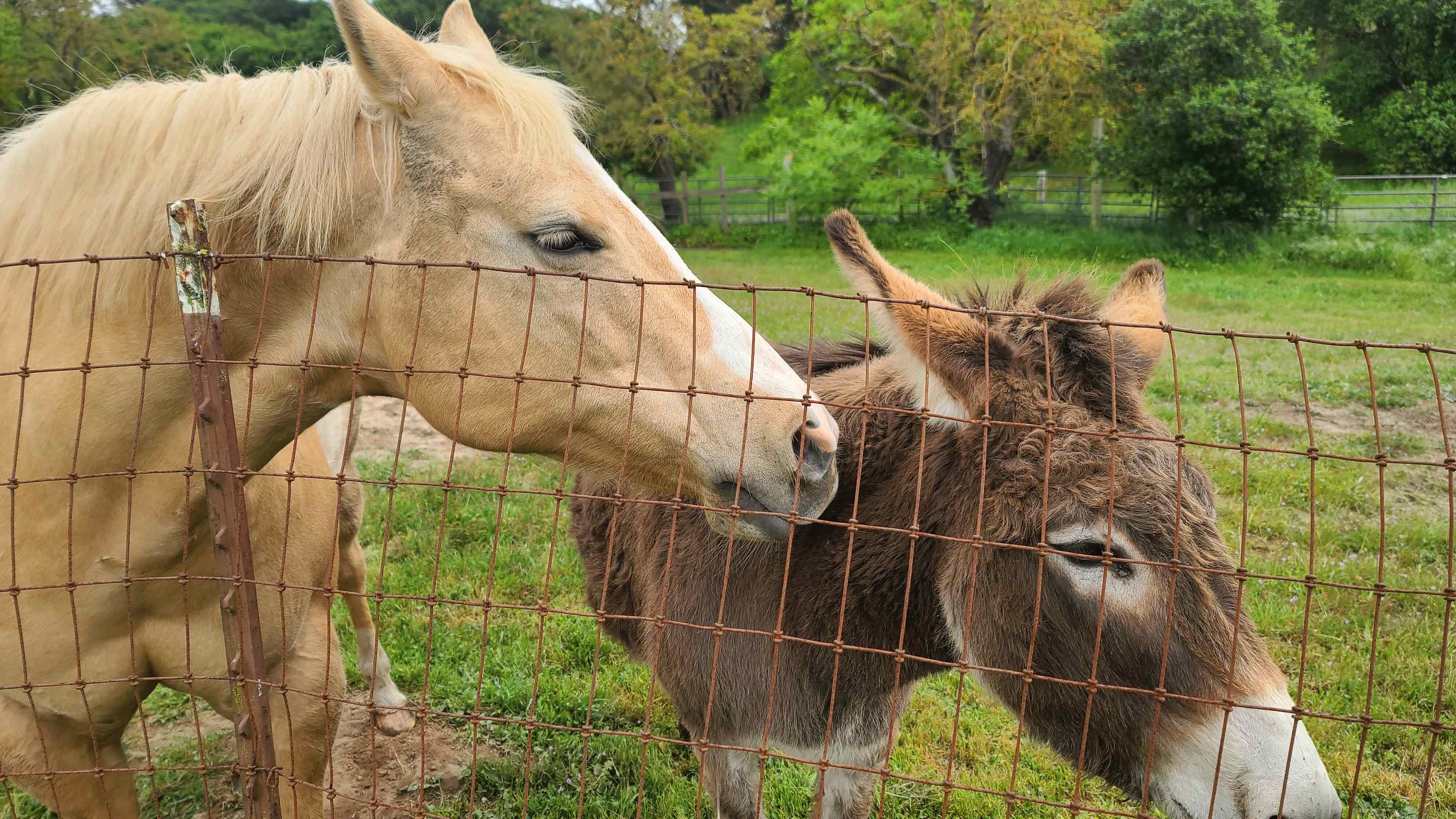Hannah and Daisy. Bring carrots to feed them. They are very gentle. 
