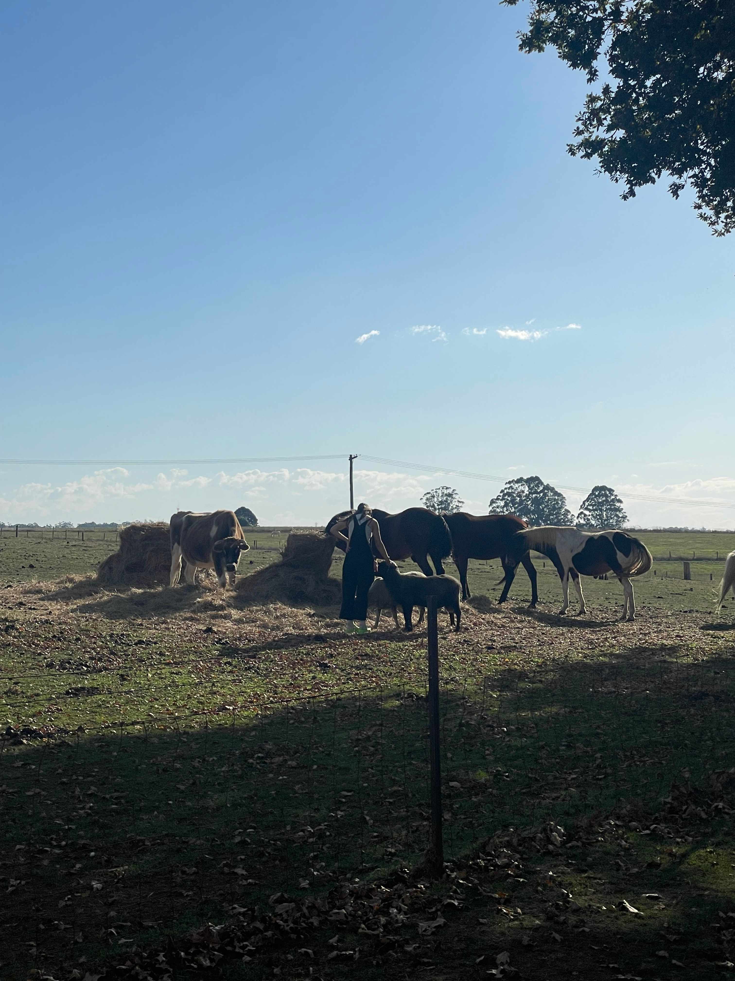 Triple R’s Rescue Farm