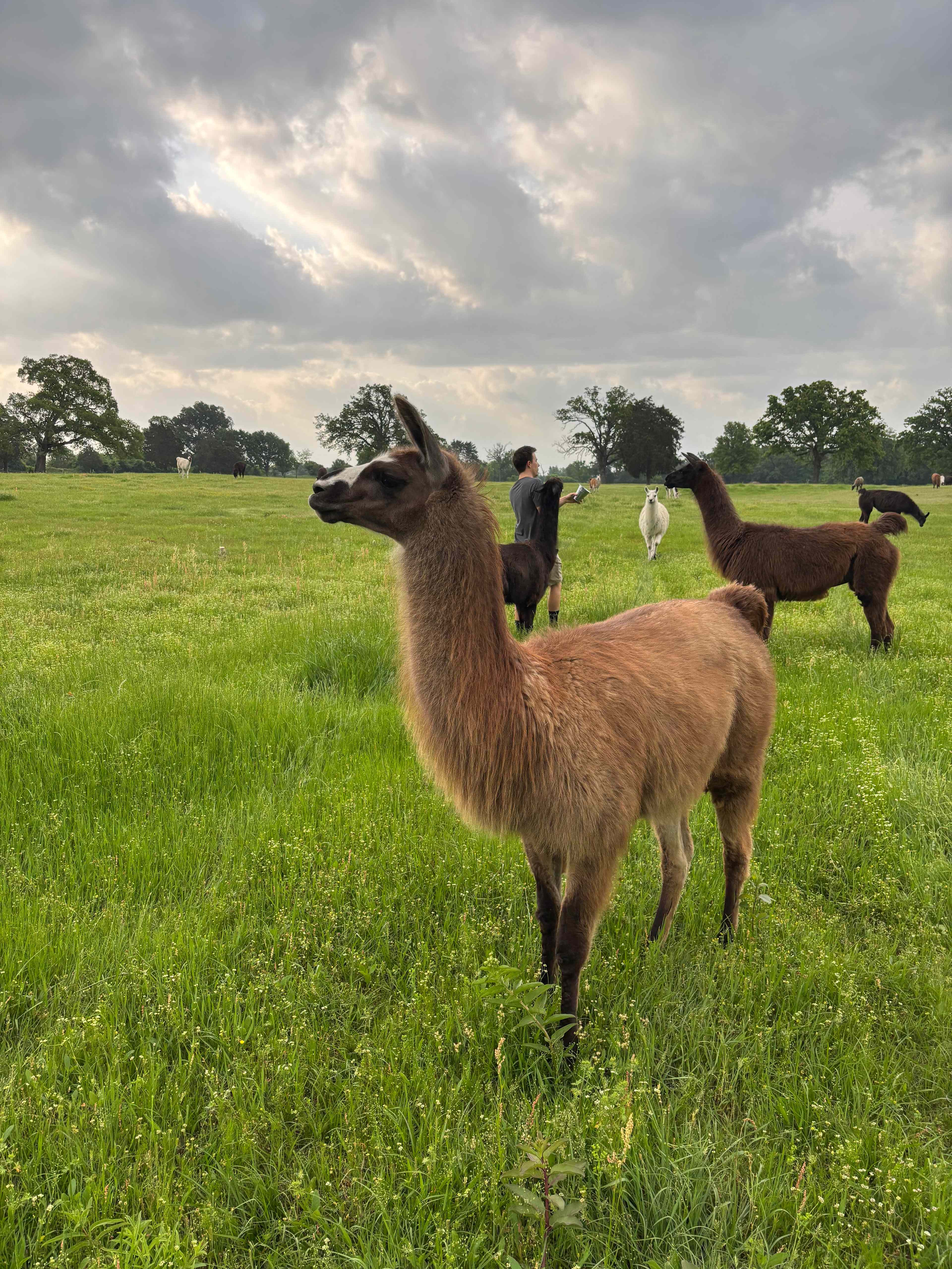 Llama Land Ranch