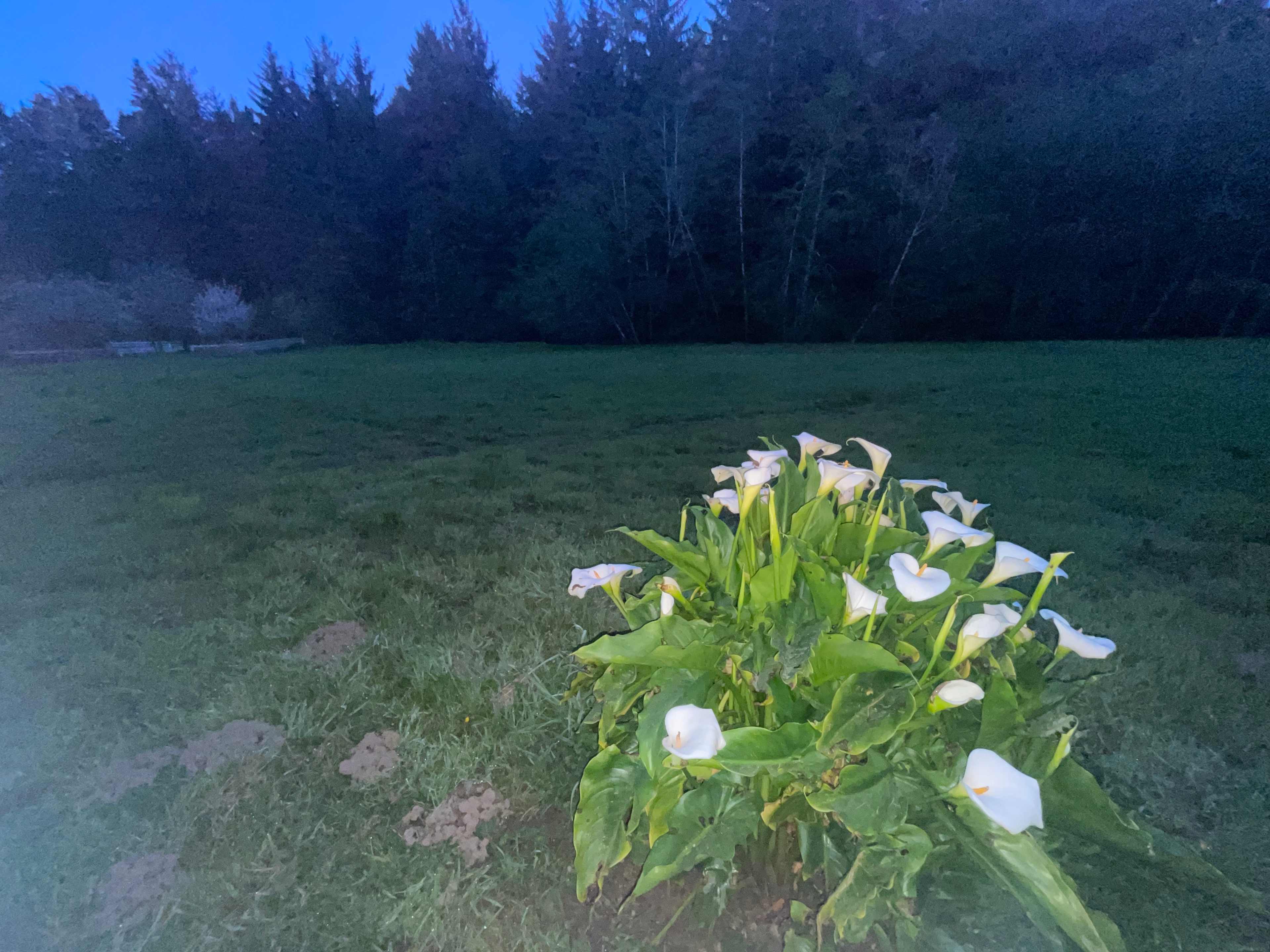 Beautiful lilies looking toward the back of the house.