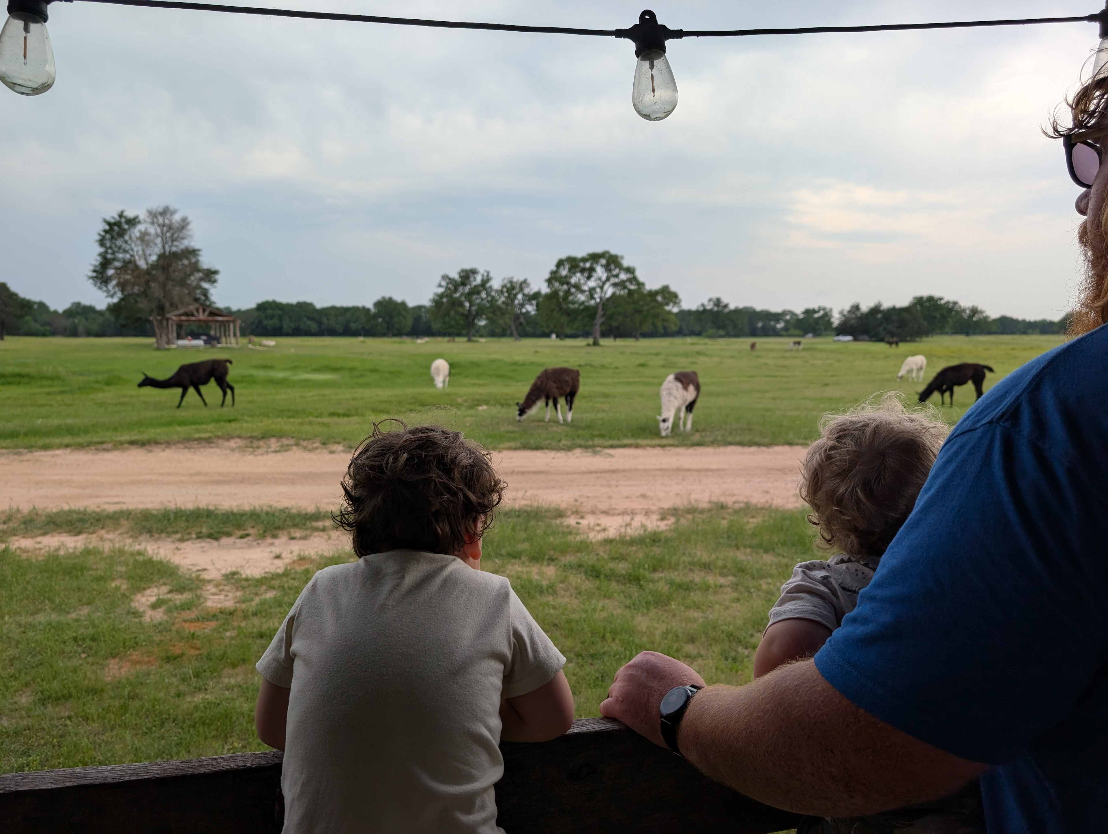 Llama Land Ranch