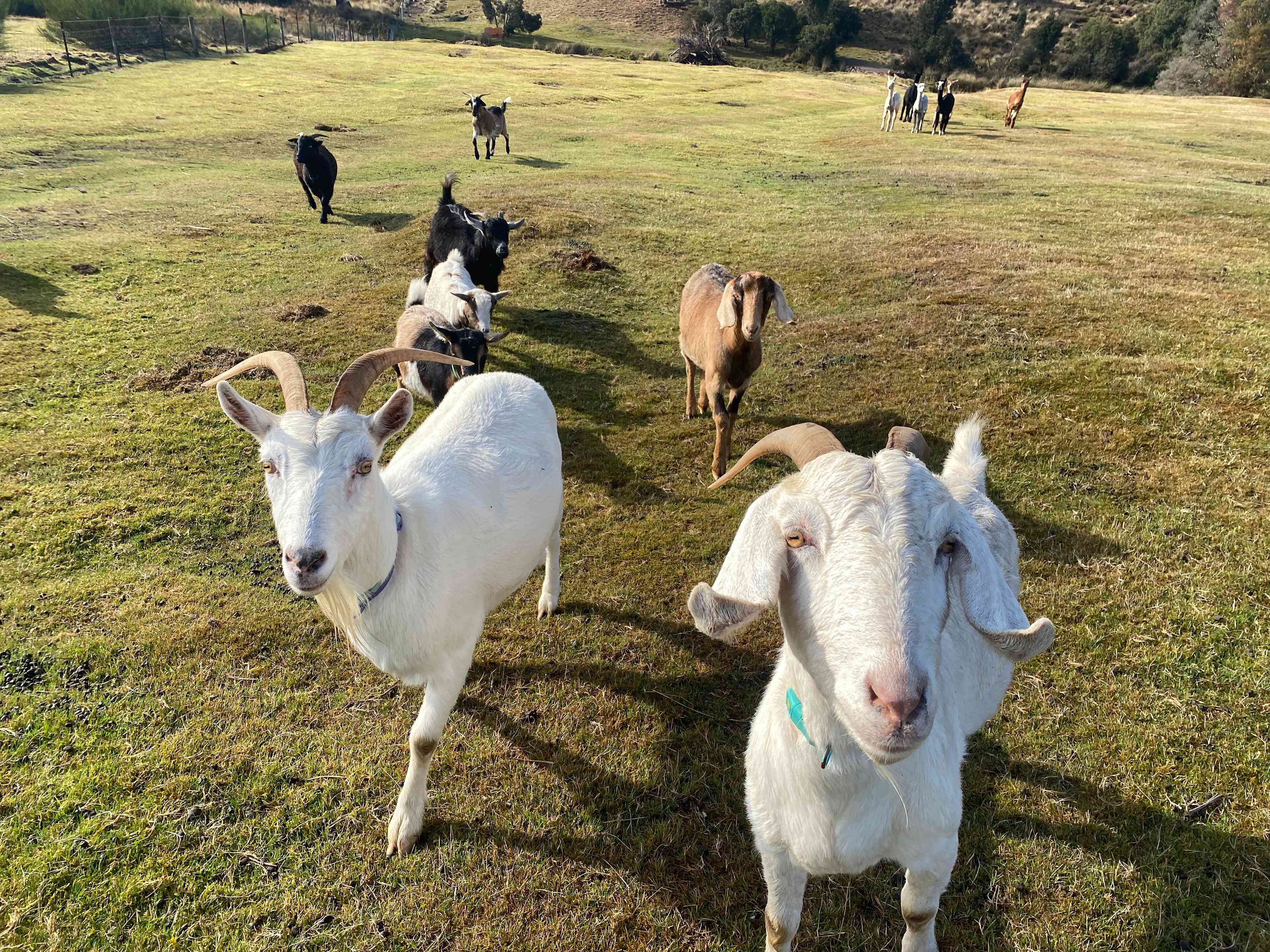 Waratah Alpaca and Pepperberry Farm