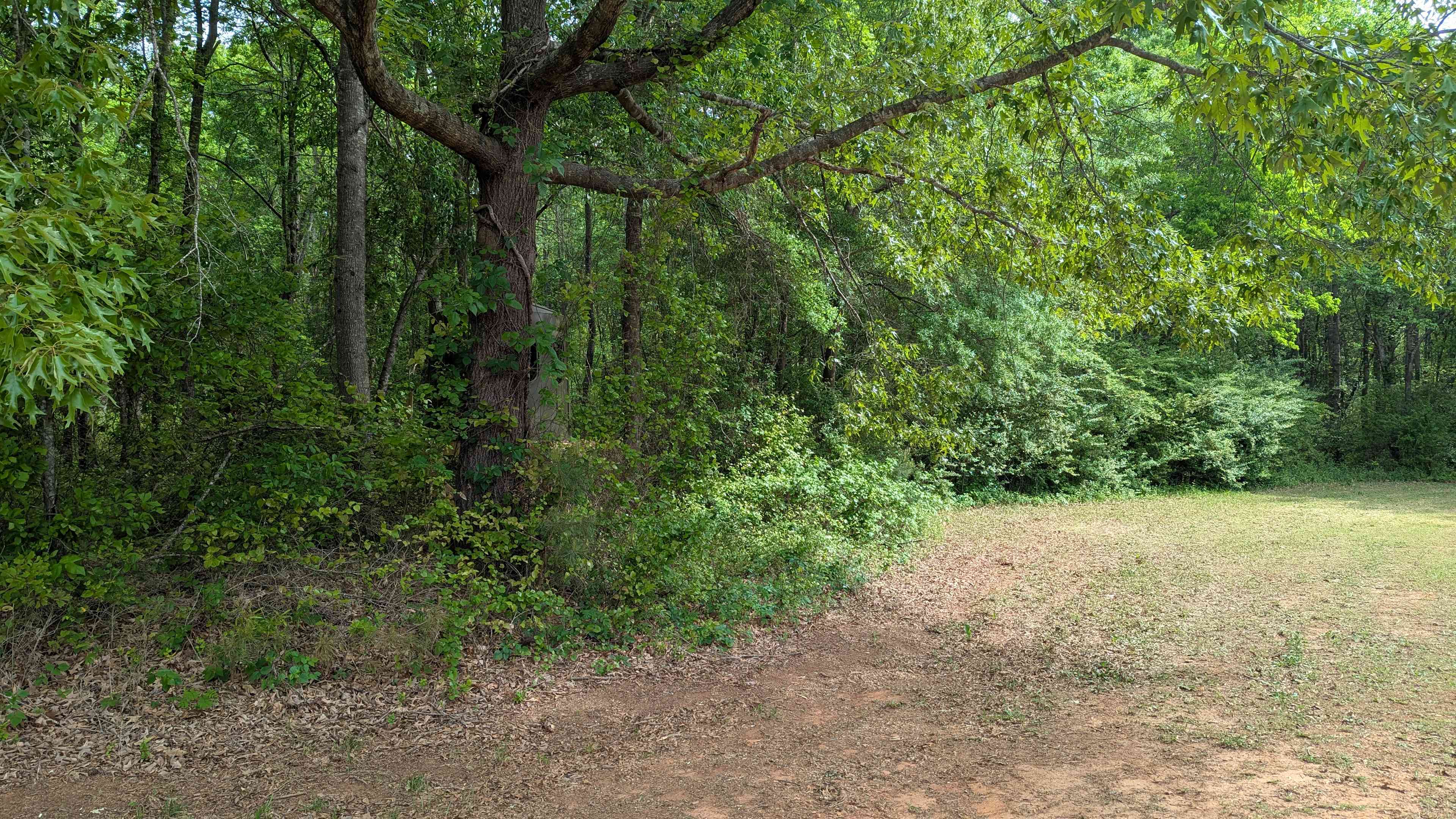 Large oak on the left for shade with stand behind.