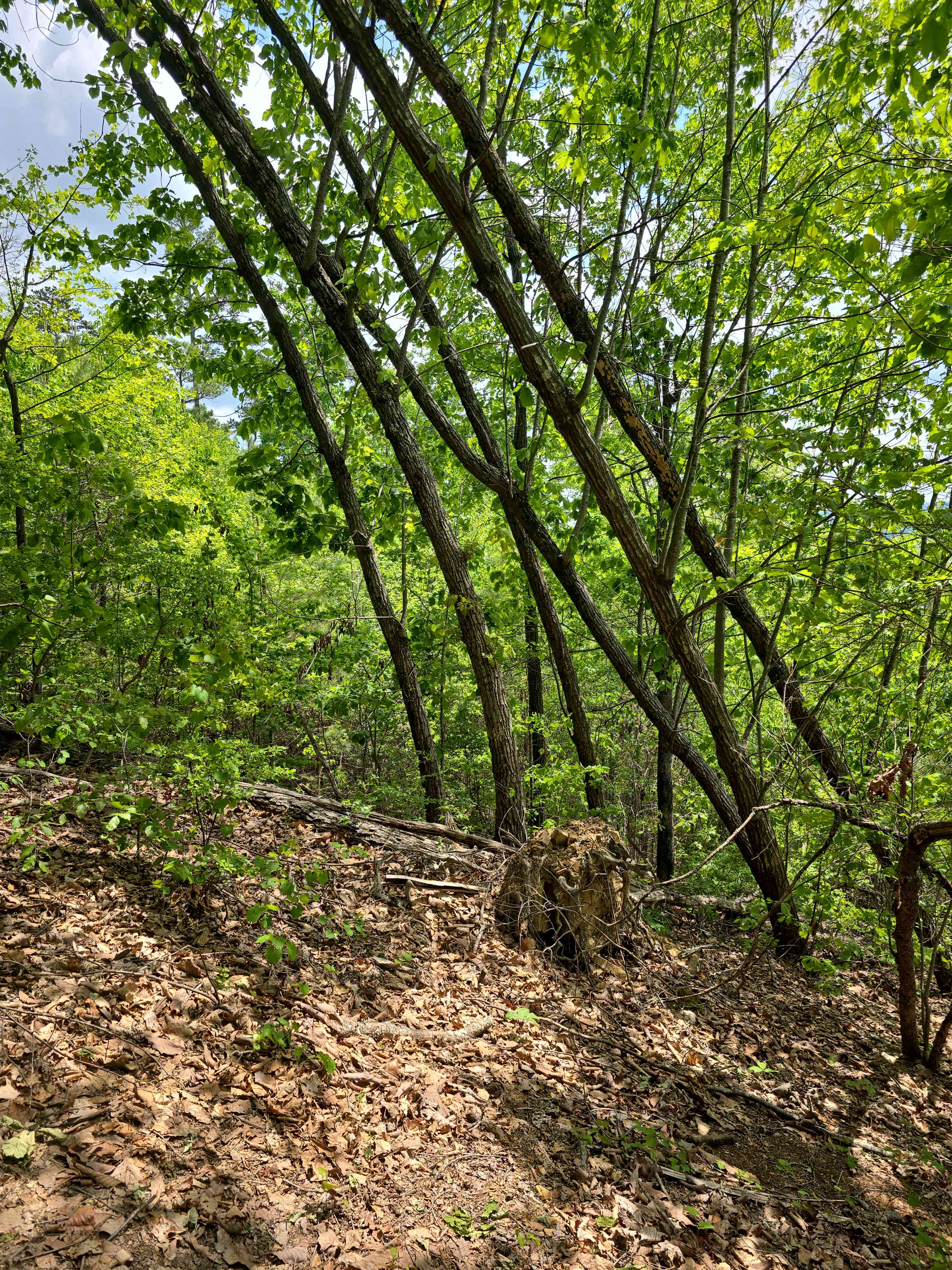 Leaning trees...not like the others