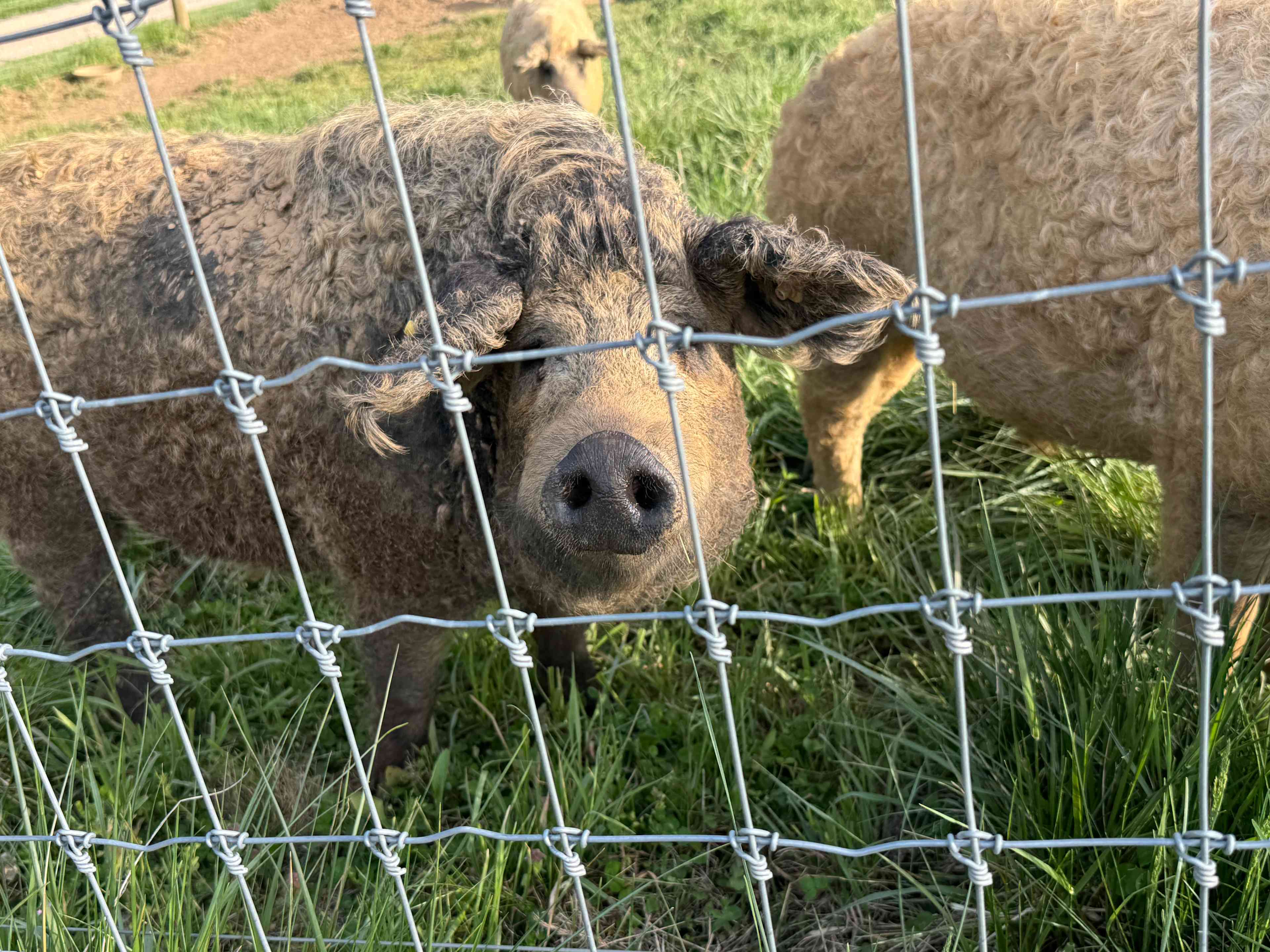Smoky Mtn Mangalitsa River Ranch