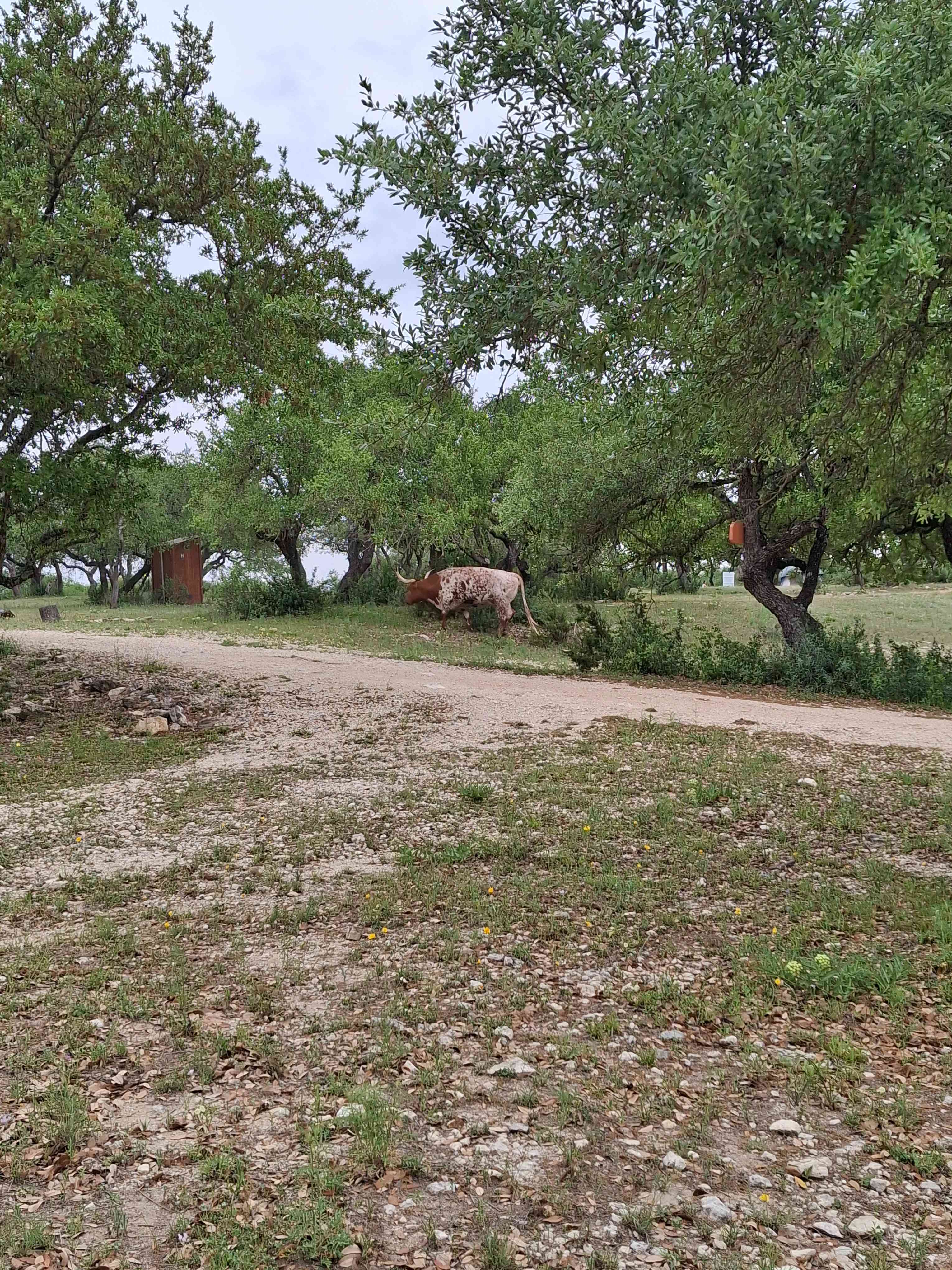 Longhorn Getaway Campgrounds